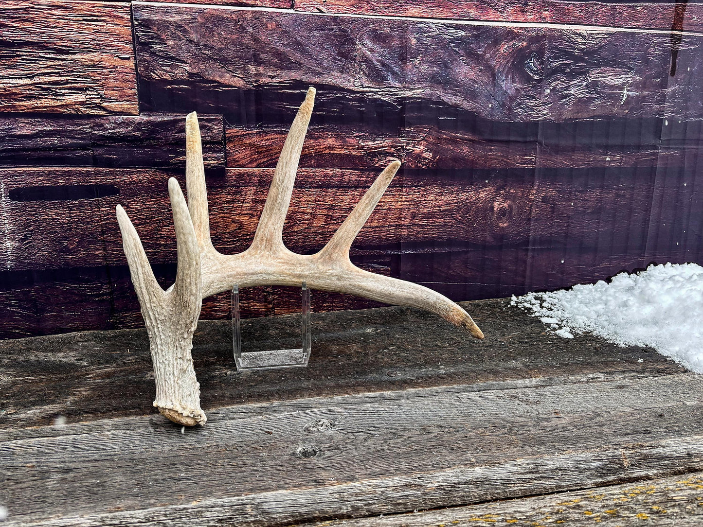 Large White-tailed deer Antler. Huge 6 point antler. Crafting, decor and more!