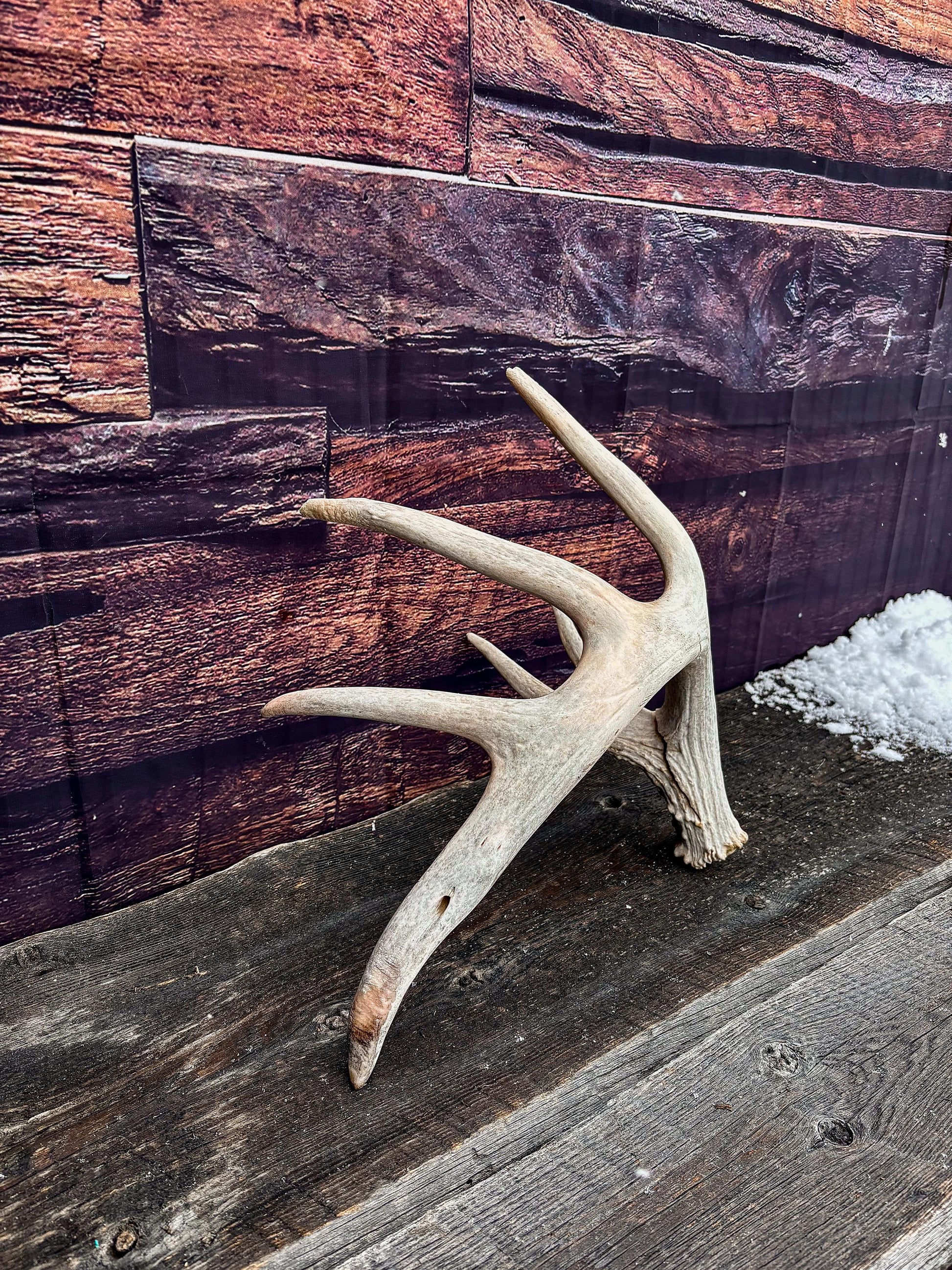 Large White-tailed deer Antler. Huge 6 point antler. Crafting, decor and more!