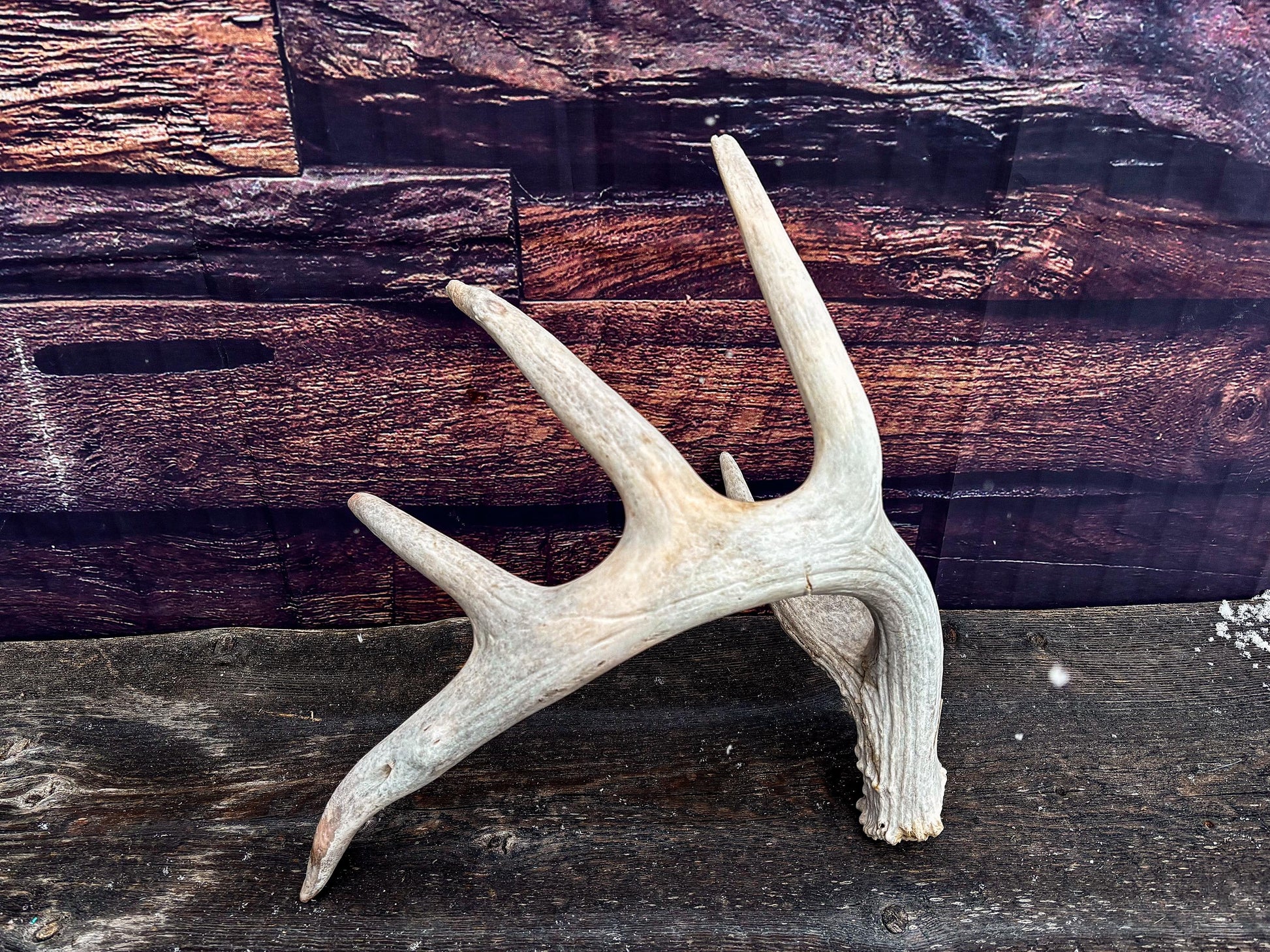 Large White-tailed deer Antler. Huge 6 point antler. Crafting, decor and more!