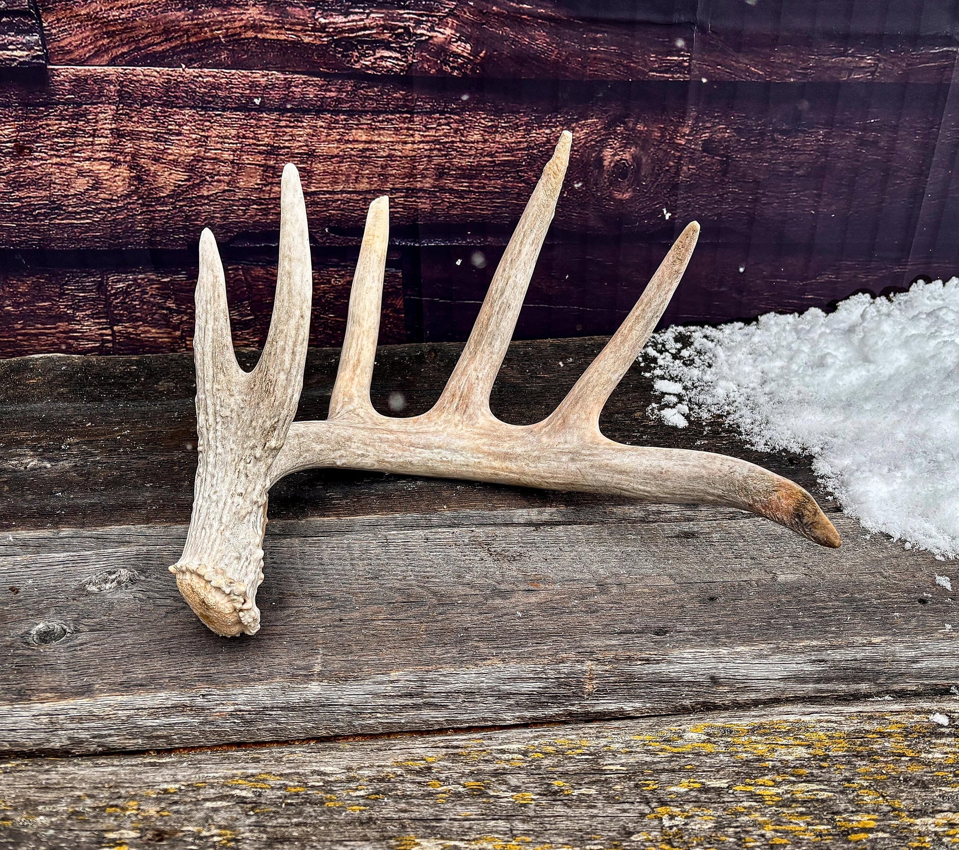 Large White-tailed deer Antler. Huge 6 point antler. Crafting, decor and more!