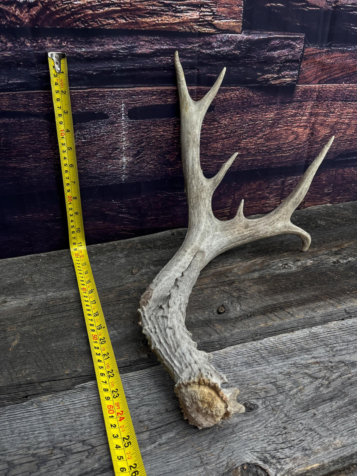 Mule deer antler. Extra funky antler - Unusual wild antler for rustic style decor, centrepiece, crafting and more!