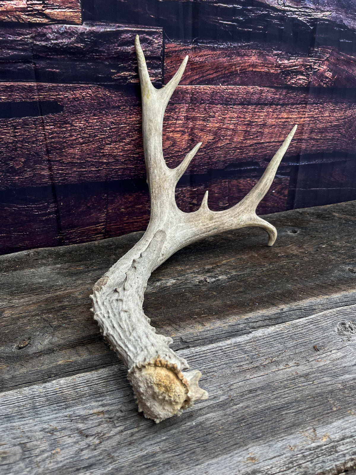 Mule deer antler. Extra funky antler - Unusual wild antler for rustic style decor, centrepiece, crafting and more!