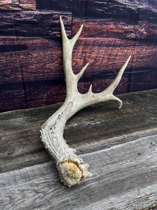 Mule deer antler. Extra funky antler - Unusual wild antler for rustic style decor, centrepiece, crafting and more!