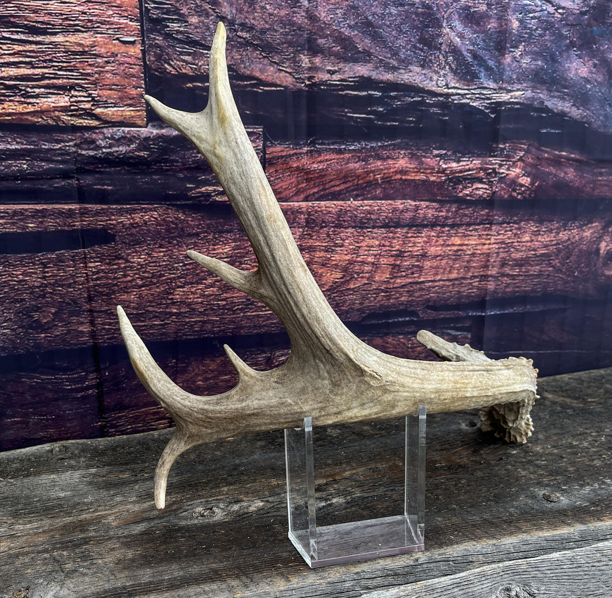 Mule deer antler. Extra funky antler - Unusual wild antler for rustic style decor, centrepiece, crafting and more!