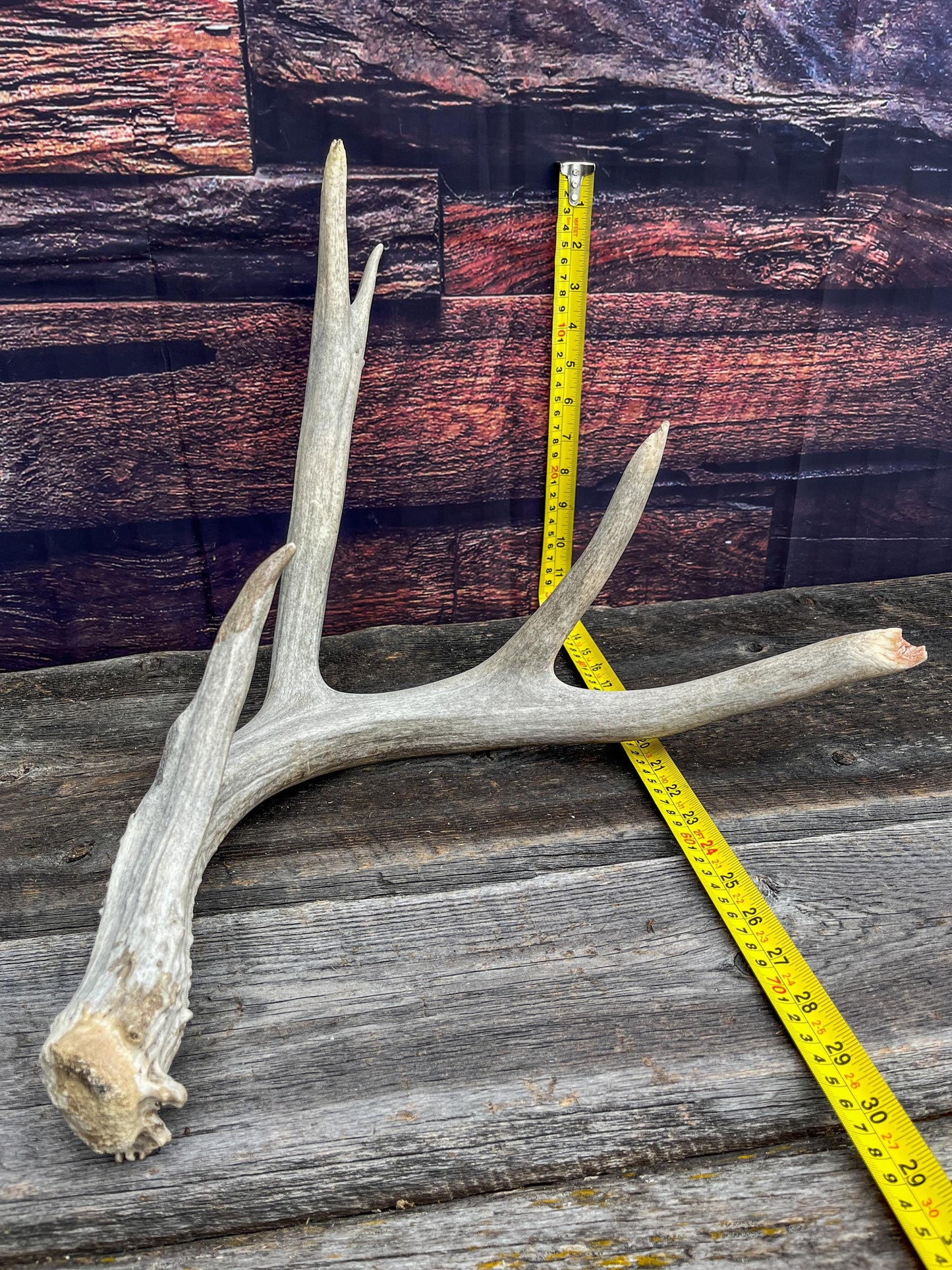 Huge deer Antler. For Crafting, Cabin Decor and More