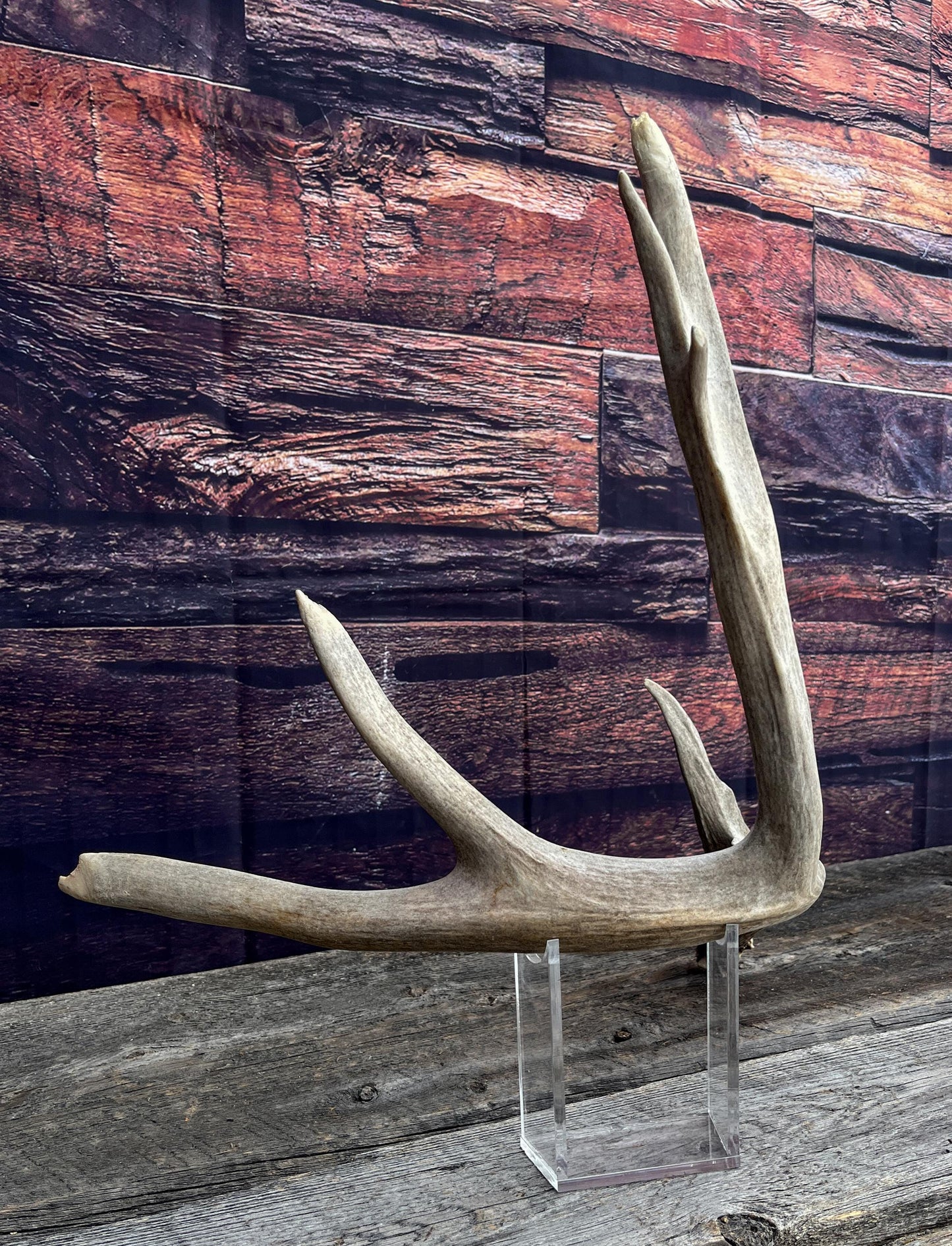 Huge deer Antler. For Crafting, Cabin Decor and More