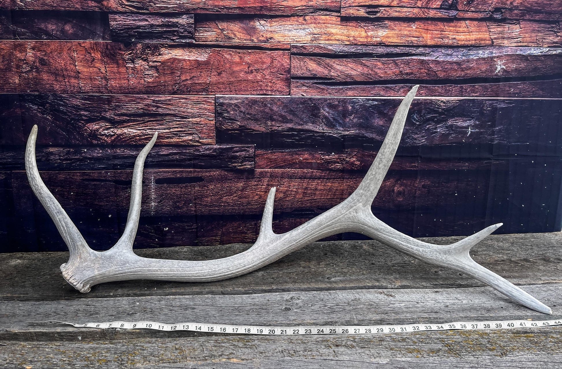 Wild Canadian Bull Elk Antler. Crafting & Home Decor, Table Centerpiece, and More.
