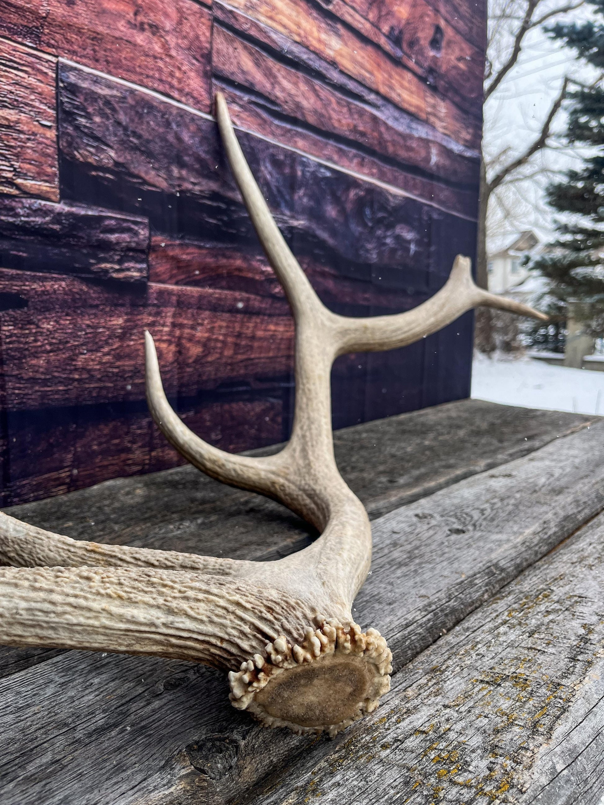 Antler from a Wild Canadian Bull Elk! Home and Cabin Decor, Crafting and Table Centerpiece.
