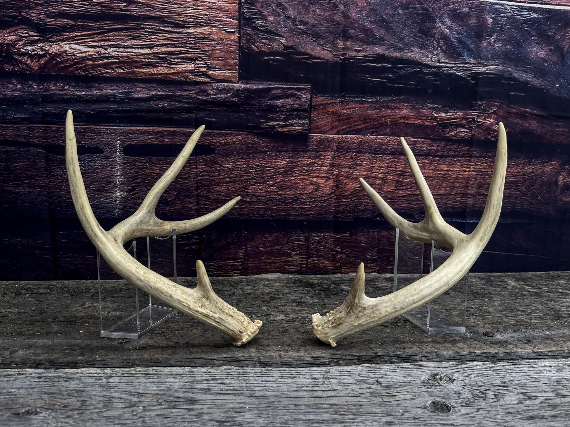 Antlers - Whitetail deer Matched Set. Wild, naturally shed antlers! Crafting, Farmhouse Decor and More!