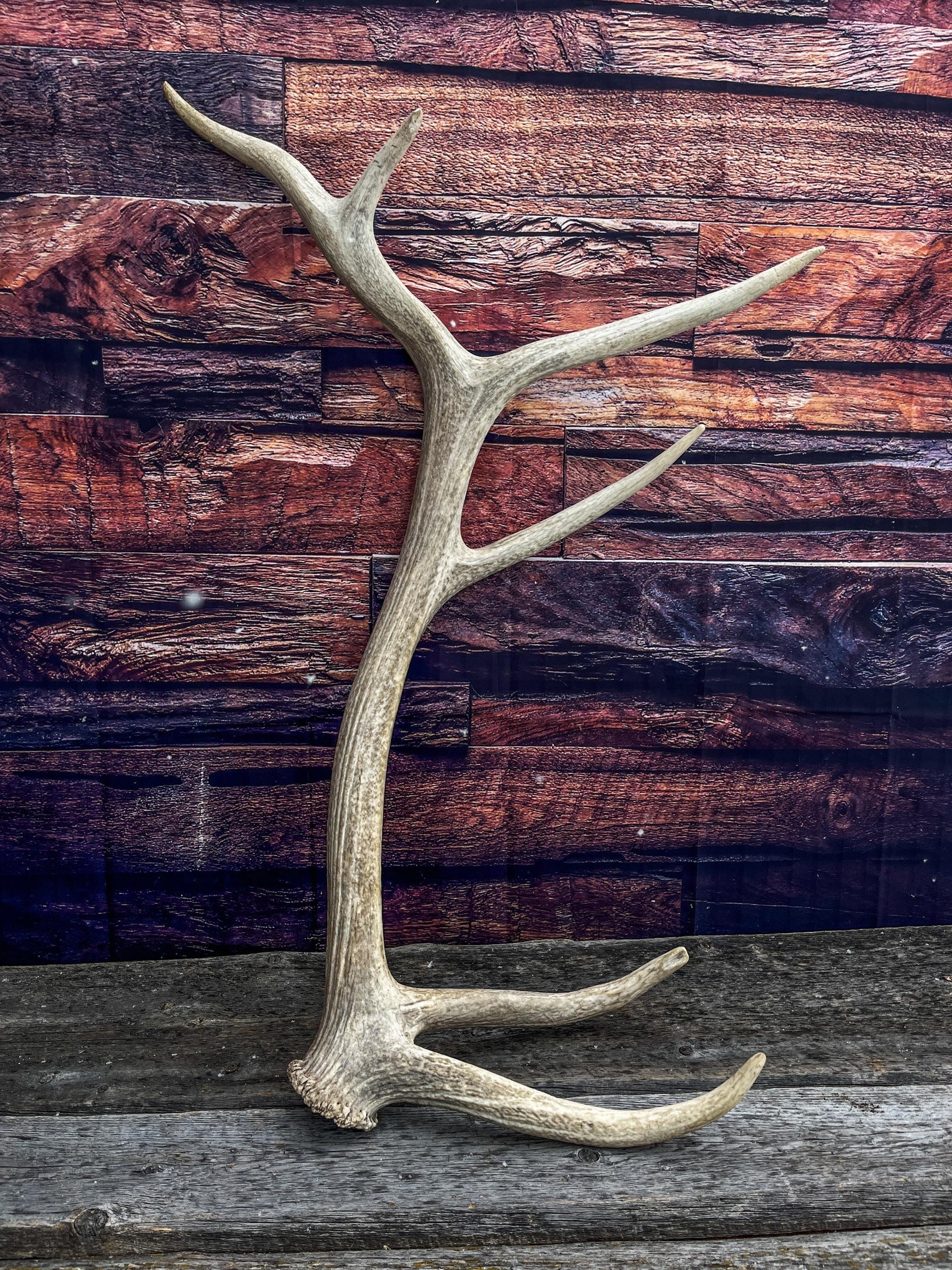 Wild Rocky Mountain Bull Elk Antler. Home Decor, Table Centerpiece, and More.