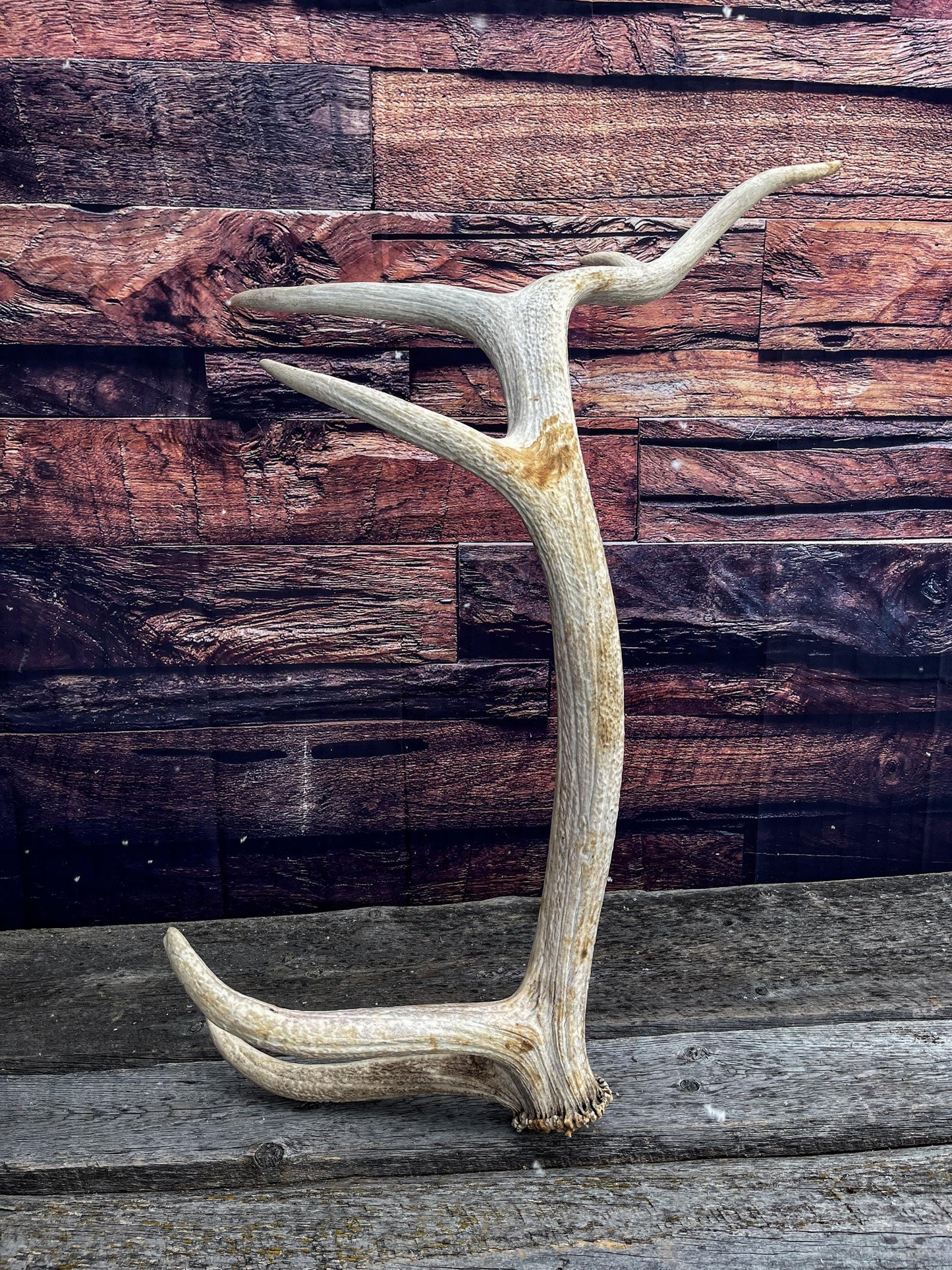 Wild Rocky Mountain Bull Elk Antler. Home Decor, Table Centerpiece, and More.