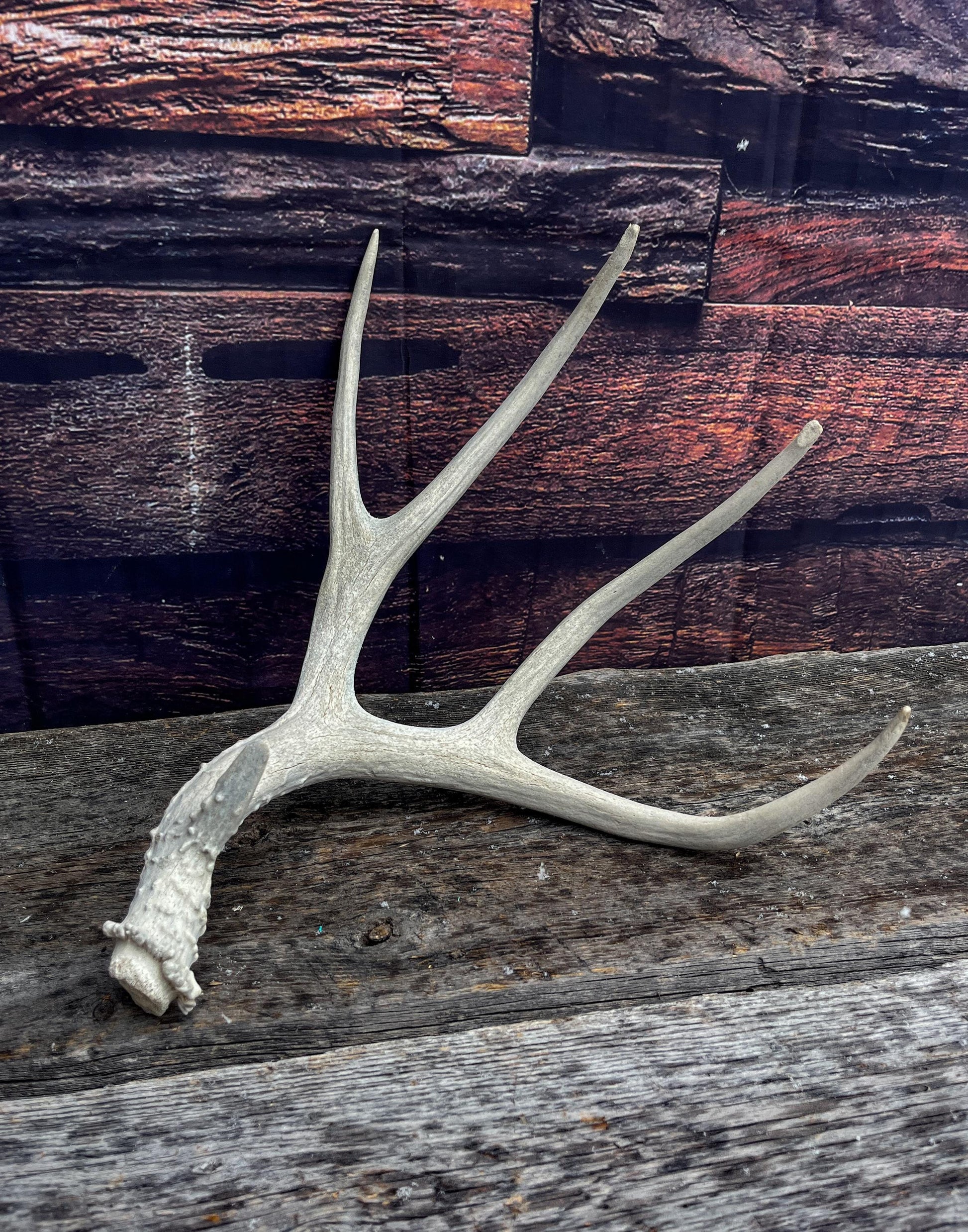 Mule Deer Antler. Decor piece, Table centrepiece, and More.