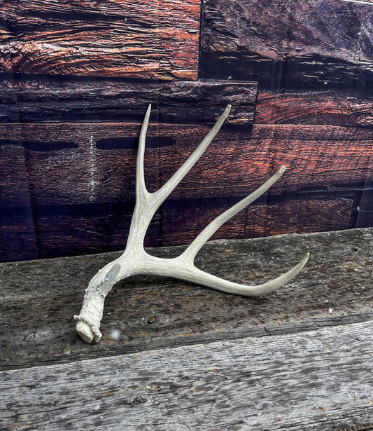 Mule Deer Antler. Decor piece, Table centrepiece, and More.