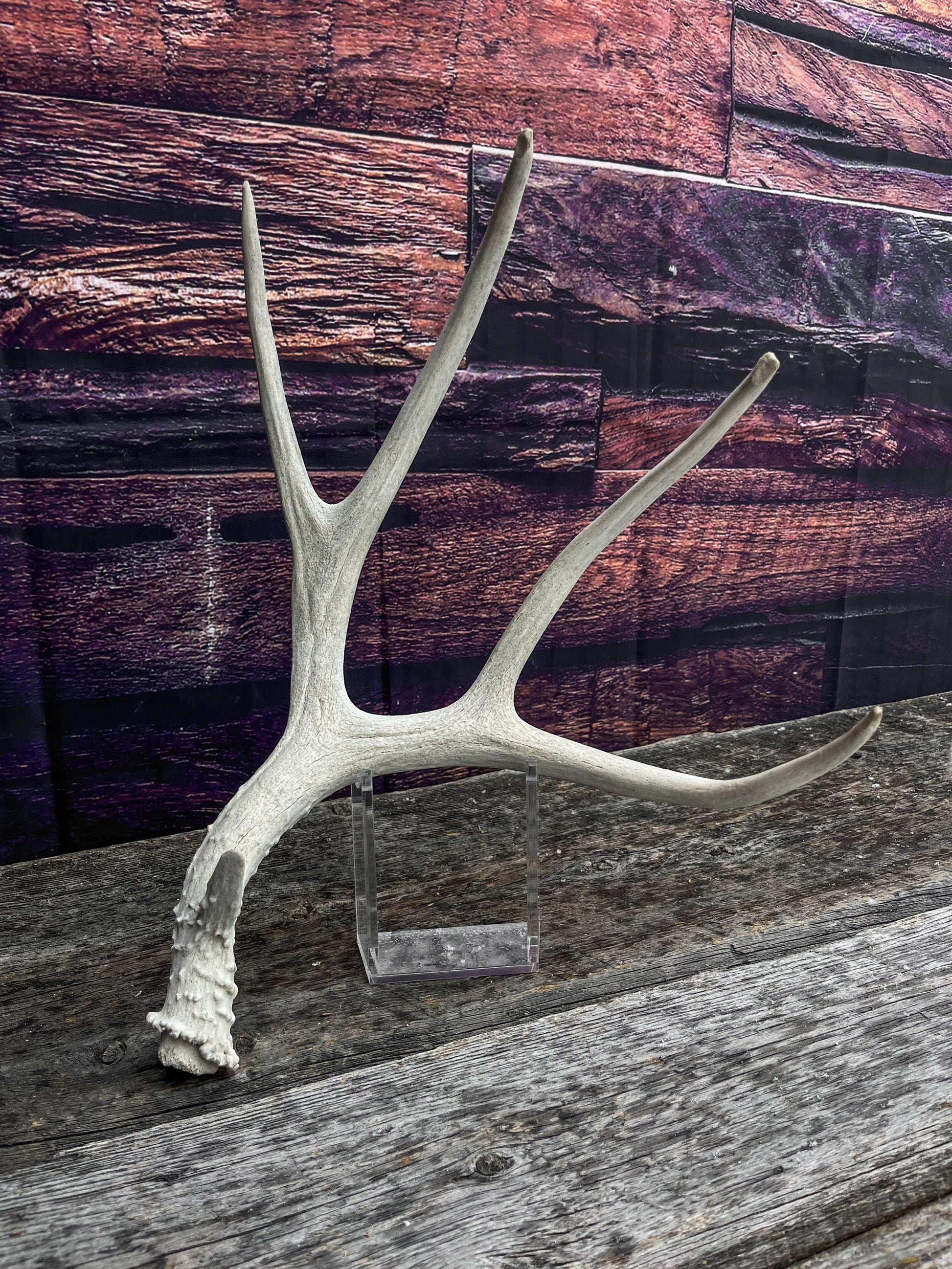 Mule Deer Antler. Decor piece, Table centrepiece, and More.