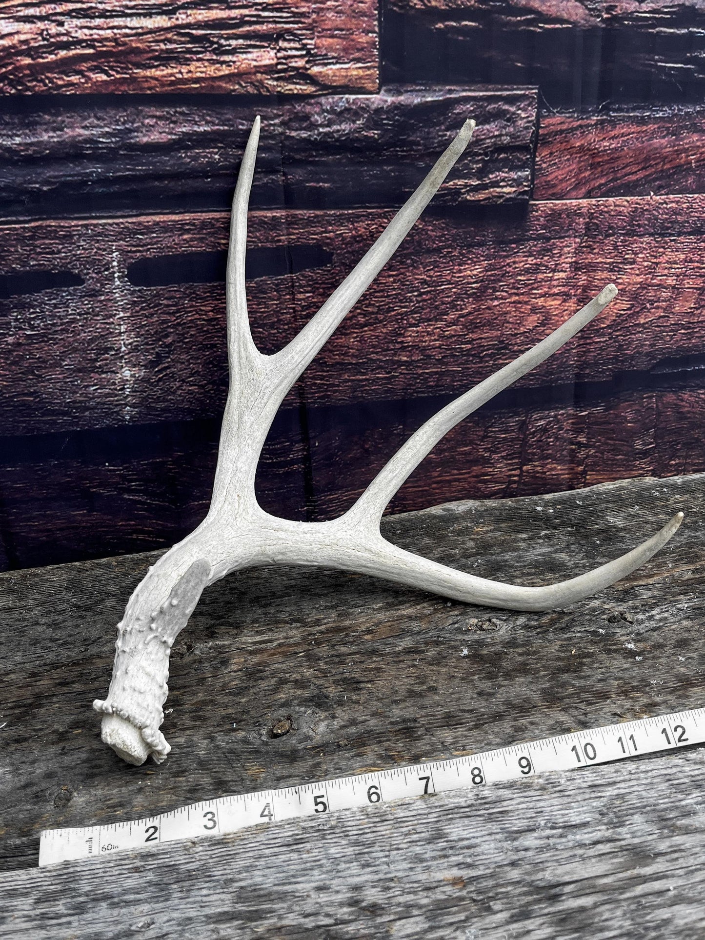 Mule Deer Antler. Decor piece, Table centrepiece, and More.