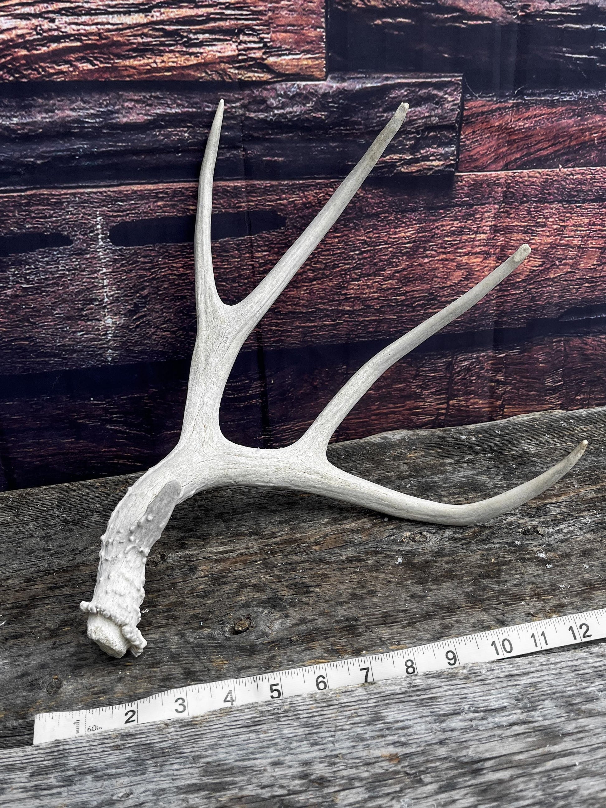 Mule Deer Antler. Decor piece, Table centrepiece, and More.