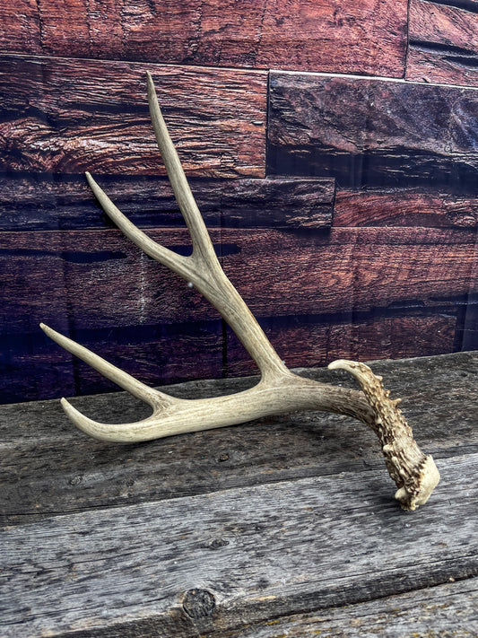 Canadian Mule Deer Antler. Very fresh find. Large. Sustainably Sourced Decor, Interior Design, Farmhouse and Crafting Piece.