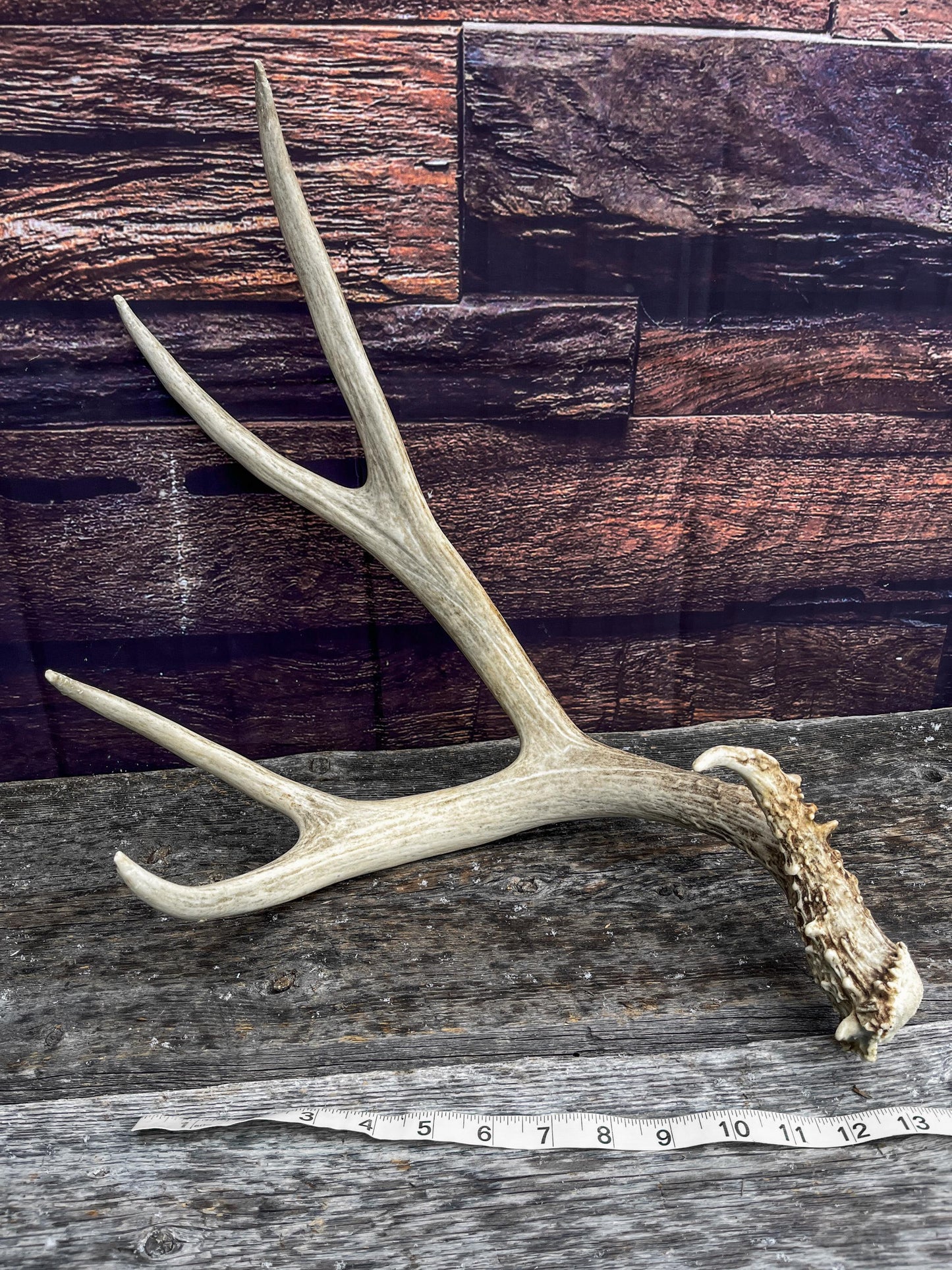 Canadian Mule Deer Antler. Very fresh find. Large. Sustainably Sourced Decor, Interior Design, Farmhouse and Crafting Piece.
