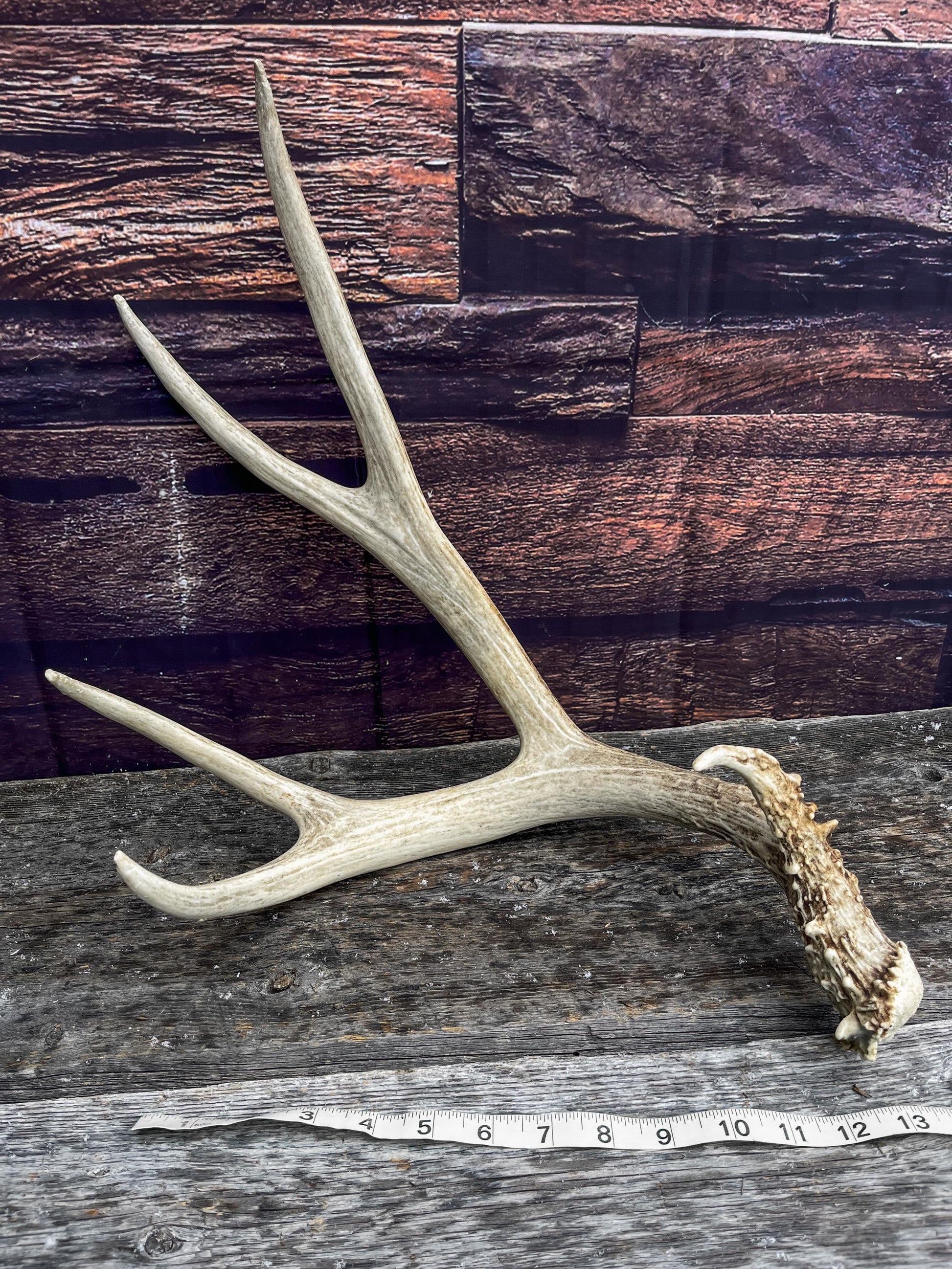 Canadian Mule Deer Antler. Very fresh find. Large. Sustainably Sourced Decor, Interior Design, Farmhouse and Crafting Piece.