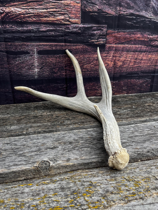 Unique Canadian Mule Deer Antler. Farmhouse Style Decor, Collector’s Antler, and More.