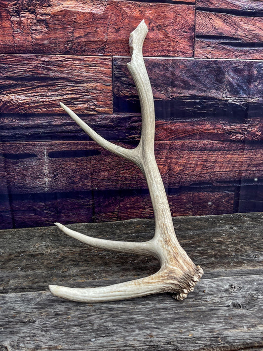 Rustic Antler from a Wild Canadian Bull Elk! Home and Cabin Decor, Crafting and Table Centerpiece.