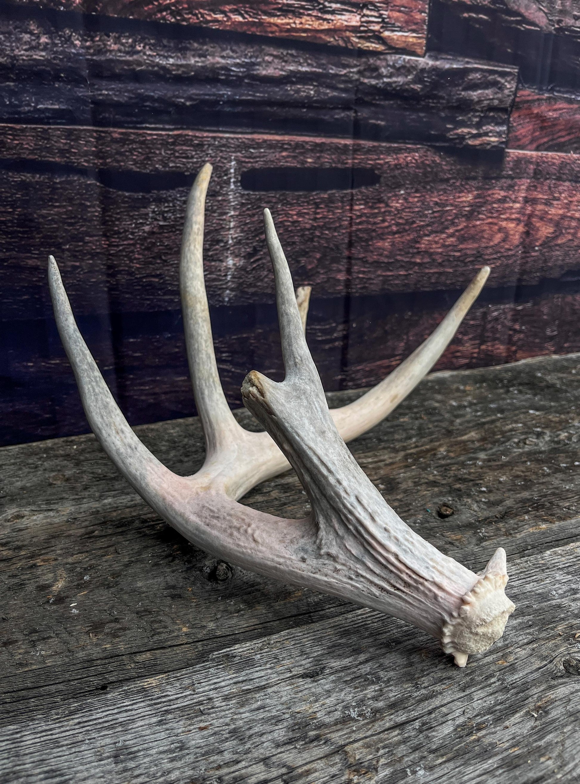 Deer Antler - Large White-tailed deer Antler. Wild deer antler for decor, design, crafting and more