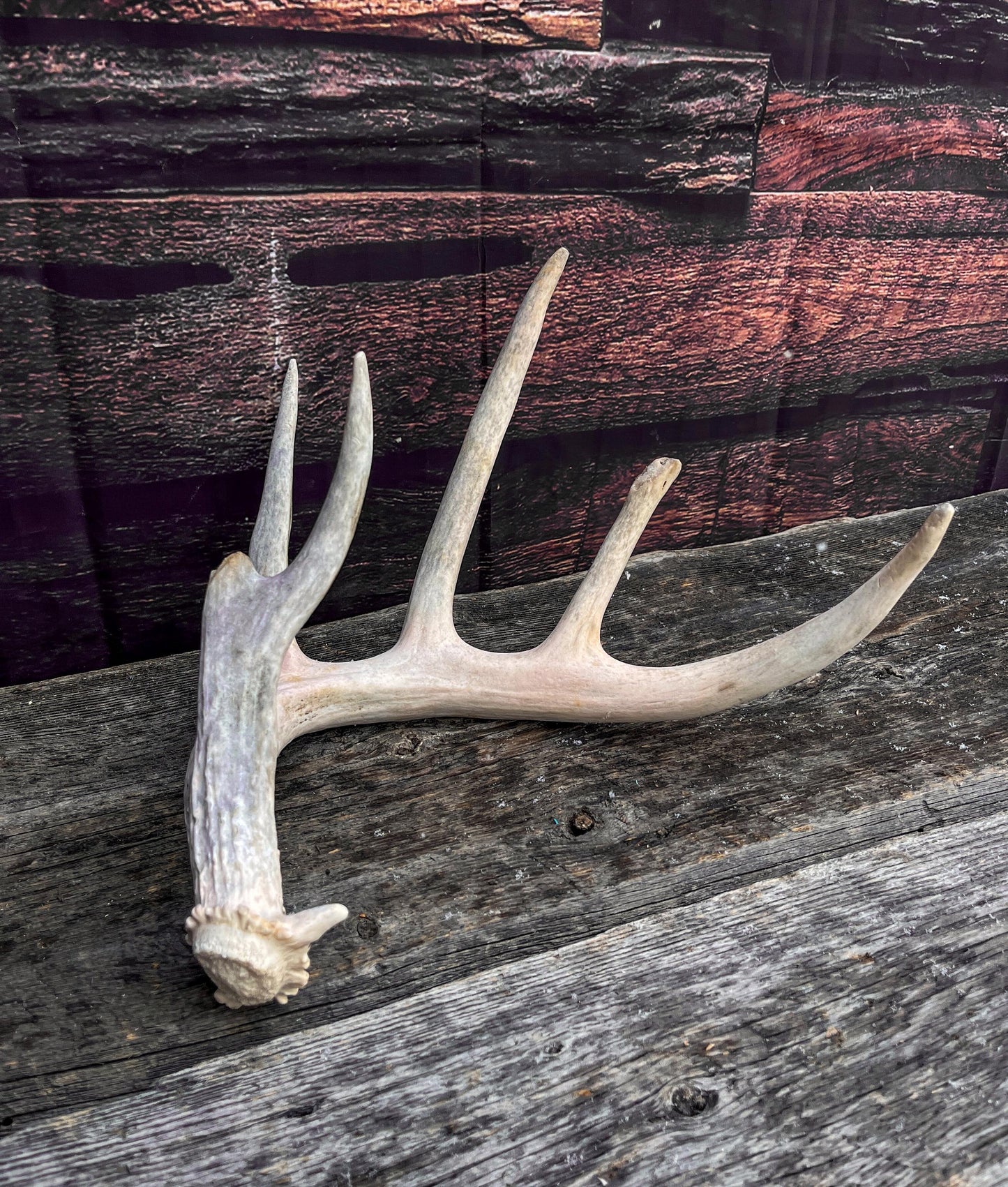 Deer Antler - Large White-tailed deer Antler. Wild deer antler for decor, design, crafting and more