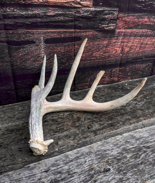 Deer Antler - Large White-tailed deer Antler. Wild deer antler for decor, design, crafting and more