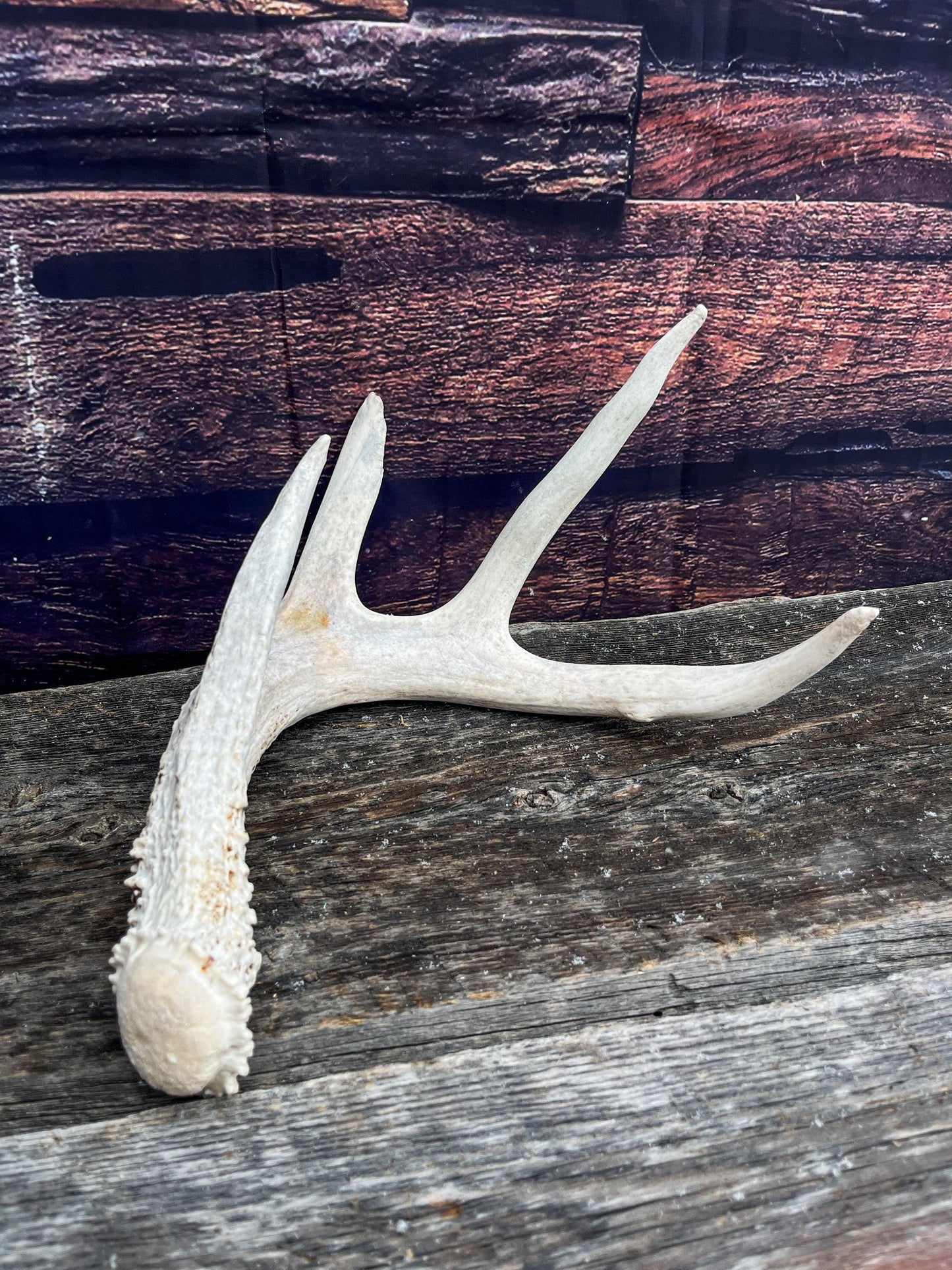 Deer Antler - White-tailed deer Antler. Weathered, Rustic Decor. Wild deer antler for decor, design, crafting and more
