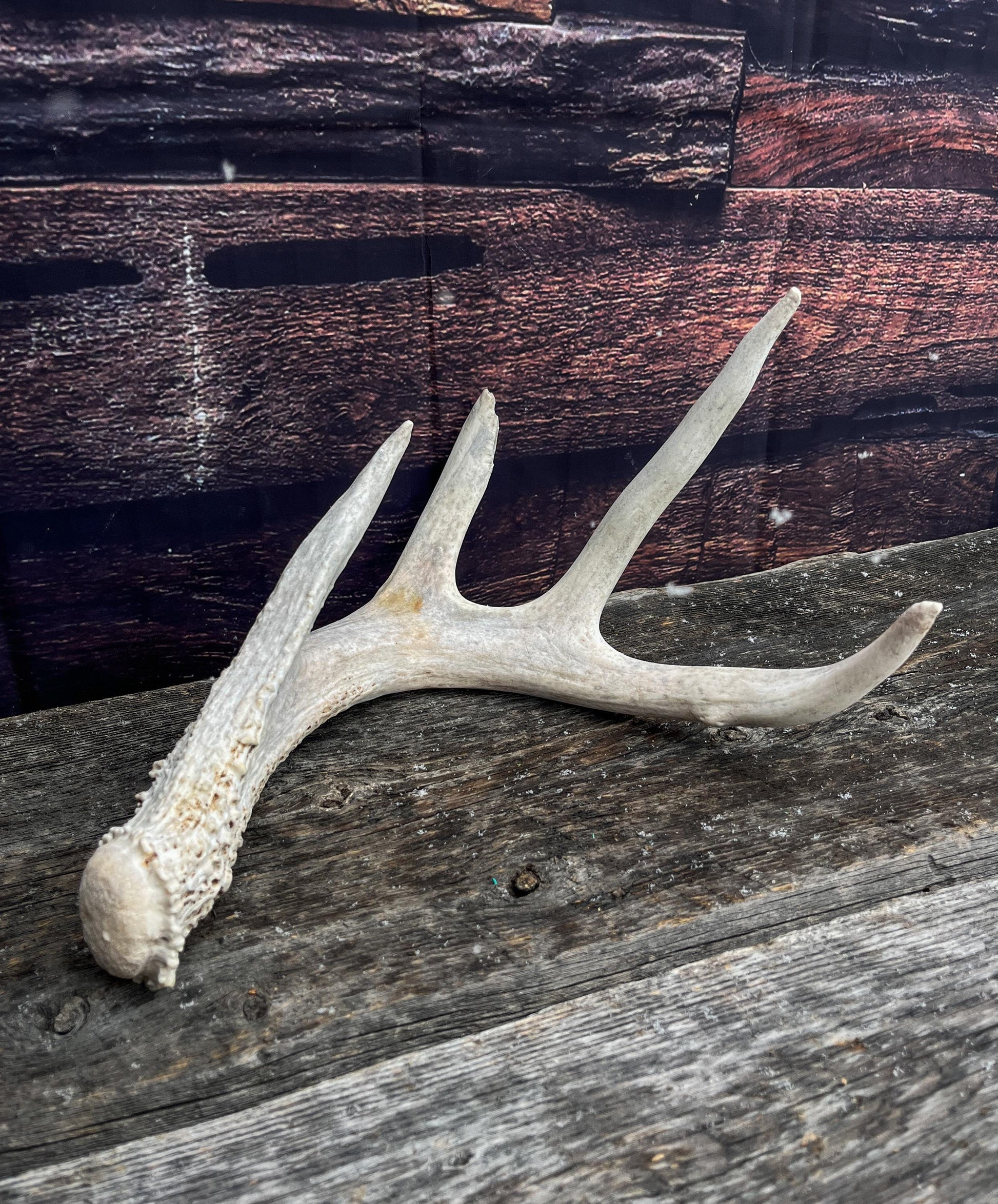 Deer Antler - White-tailed deer Antler. Weathered, Rustic Decor. Wild deer antler for decor, design, crafting and more
