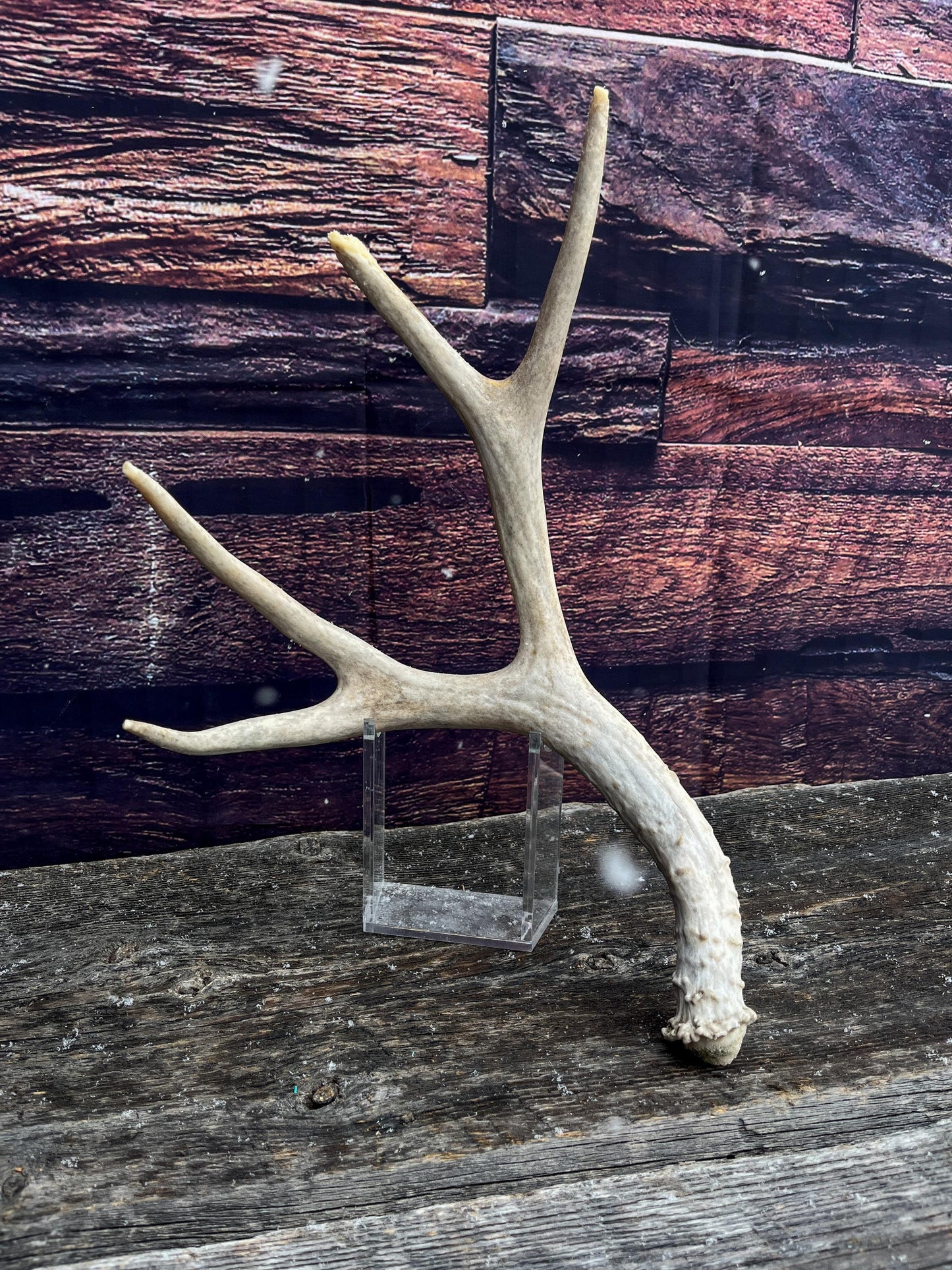 Mule Deer Antler. Decor piece, Table centrepiece, and More.