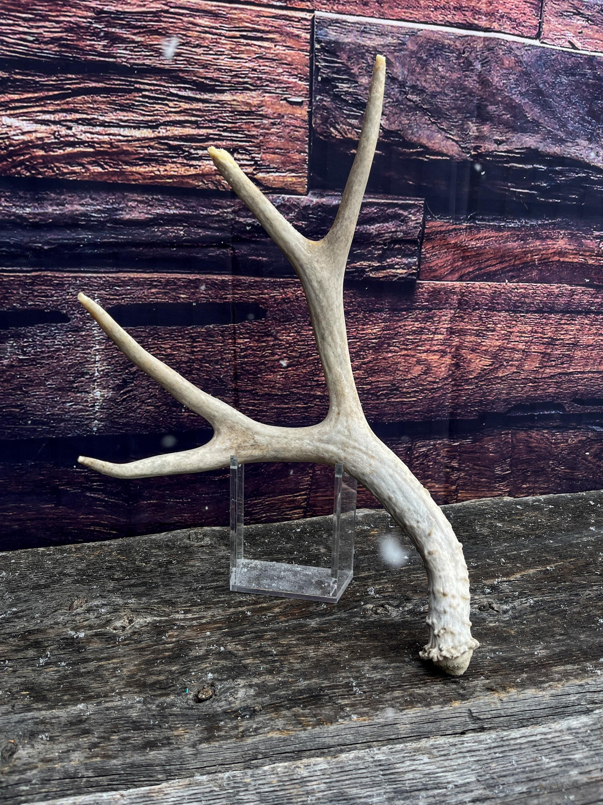 Mule Deer Antler. Decor piece, Table centrepiece, and More.