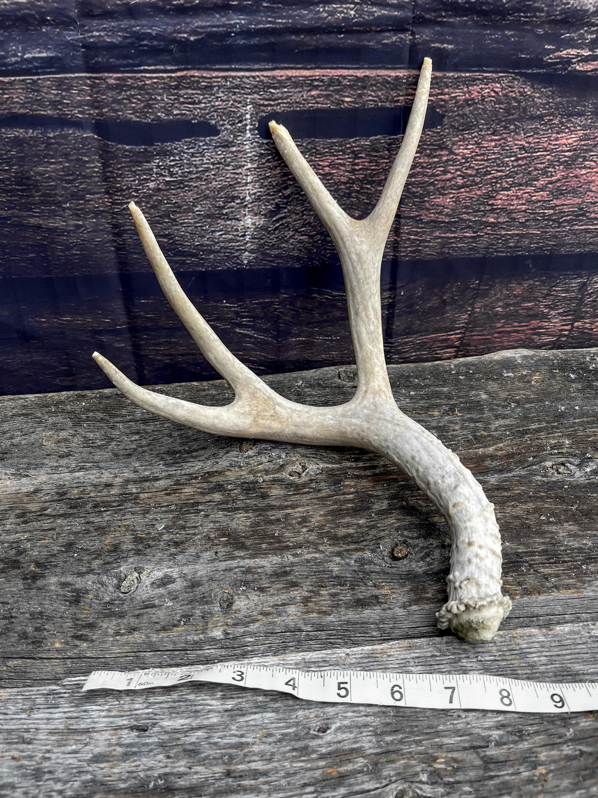 Mule Deer Antler. Decor piece, Table centrepiece, and More.