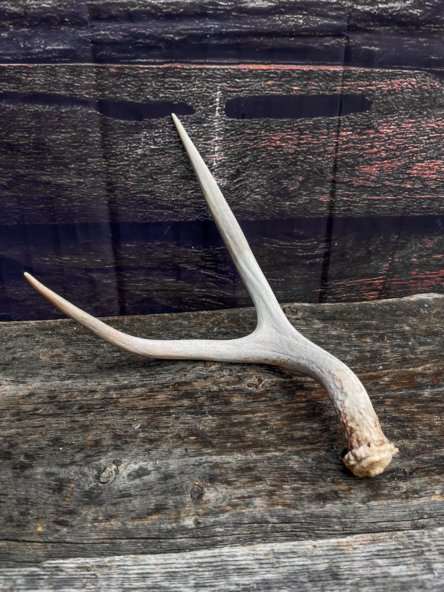 Small Mule Deer Antler. Decor piece, Table Centerpiece, and More.
