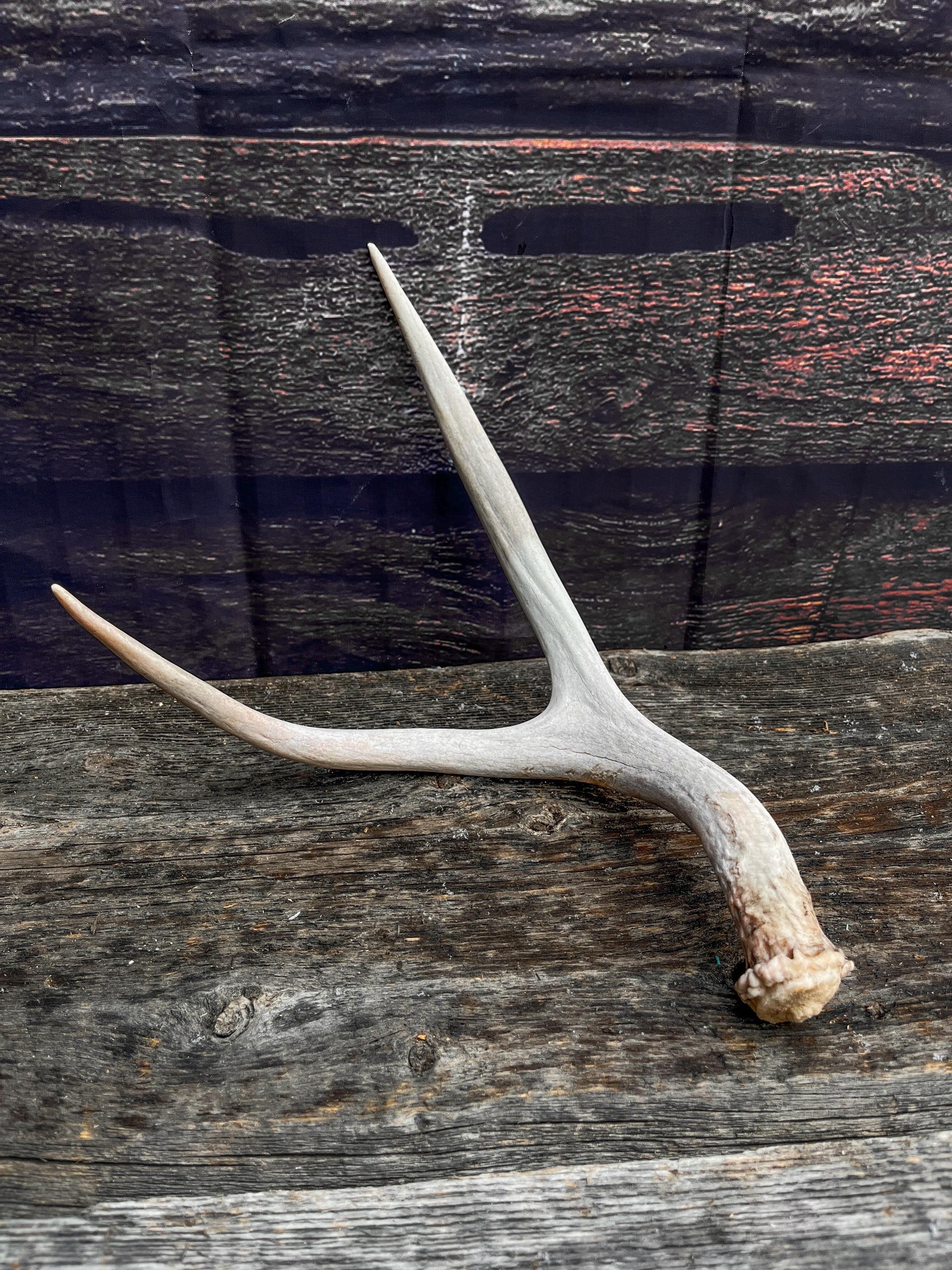 Small Mule Deer Antler. Decor piece, Table Centerpiece, and More.