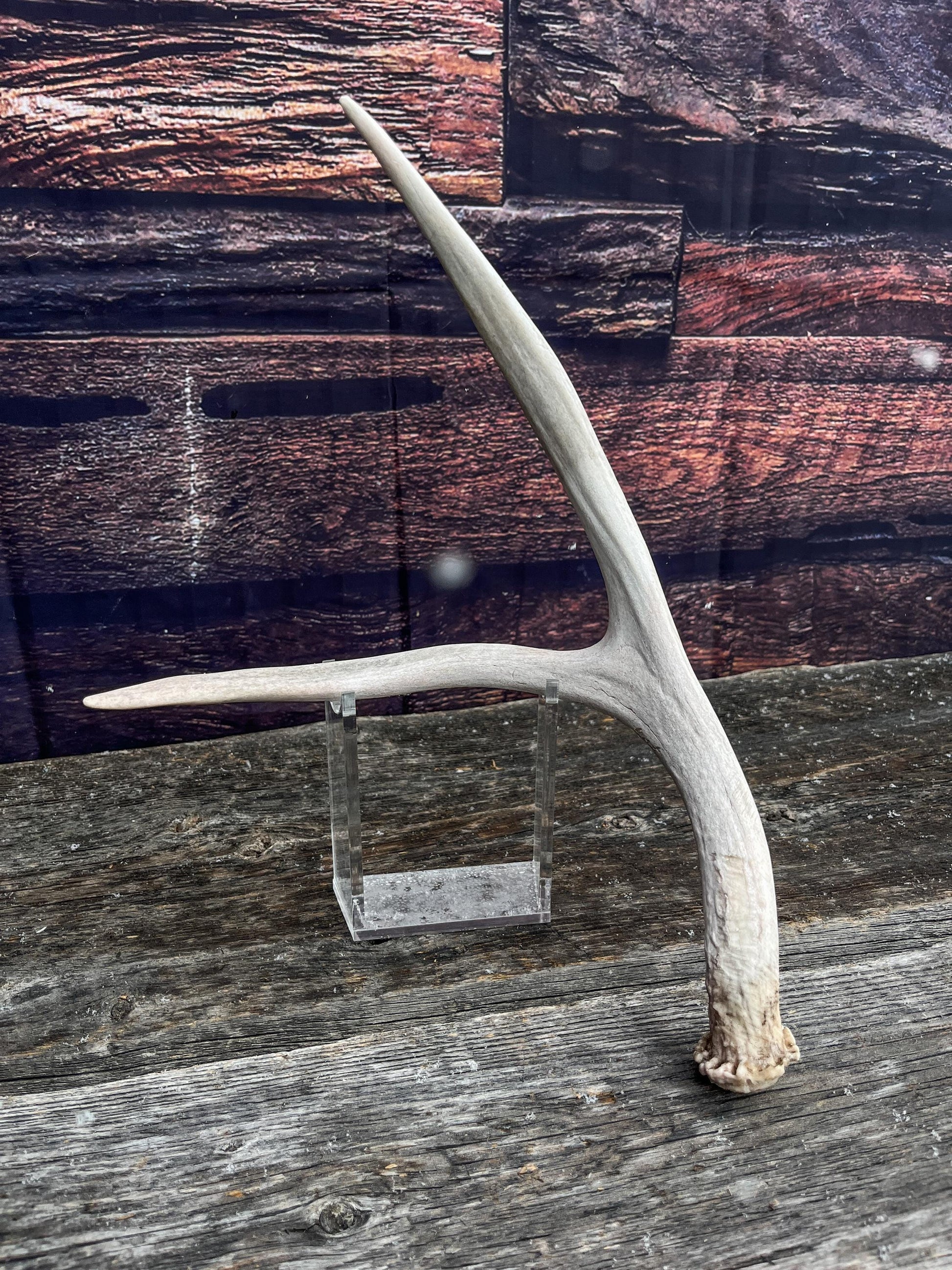 Small Mule Deer Antler. Decor piece, Table Centerpiece, and More.