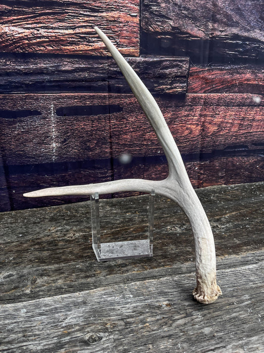 Small Mule Deer Antler. Decor piece, Table Centerpiece, and More.