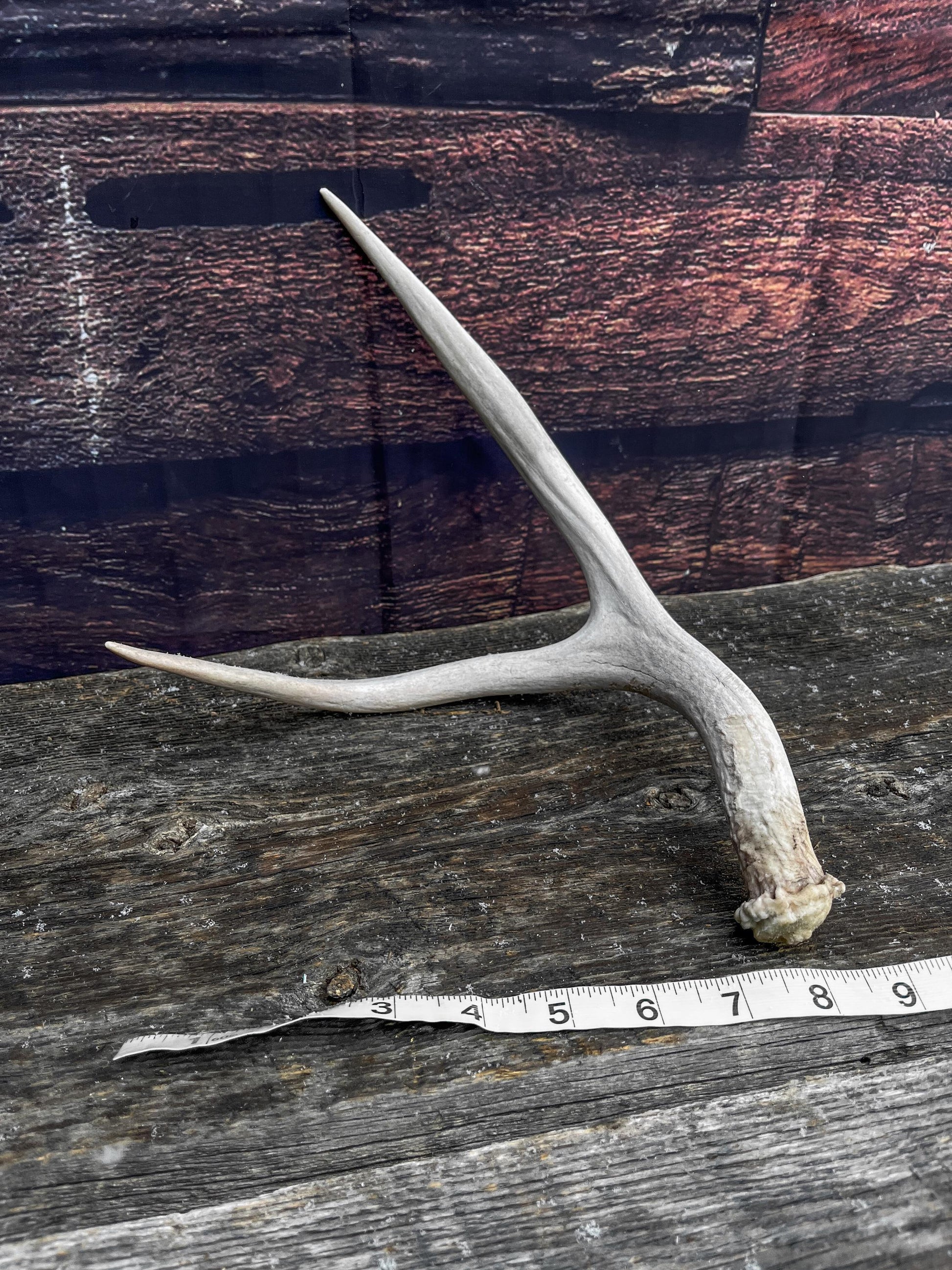Small Mule Deer Antler. Decor piece, Table Centerpiece, and More.