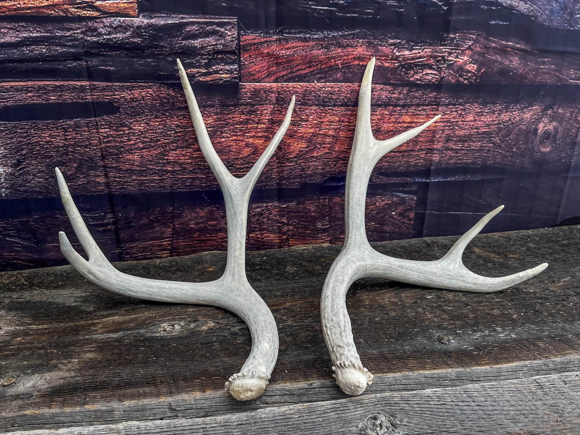 Matching Set of Mule Deer Antlers. Antlers. Mule Deer. Canadian Deer Antler.