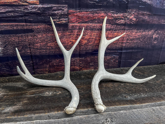 Matching Set of Mule Deer Antlers. Antlers. Mule Deer. Canadian Deer Antler.