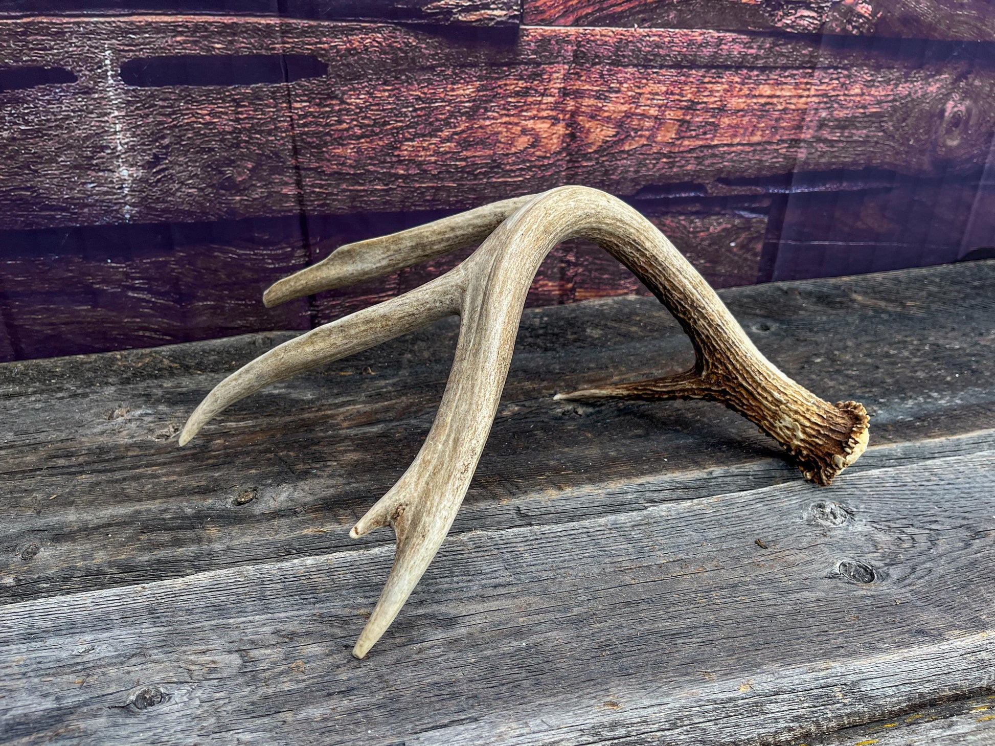 White-tailed Deer Antler - 5 Point Canadian White-tailed Deer Shed Antler. Decor, Interior Design, Farmhouse and more!