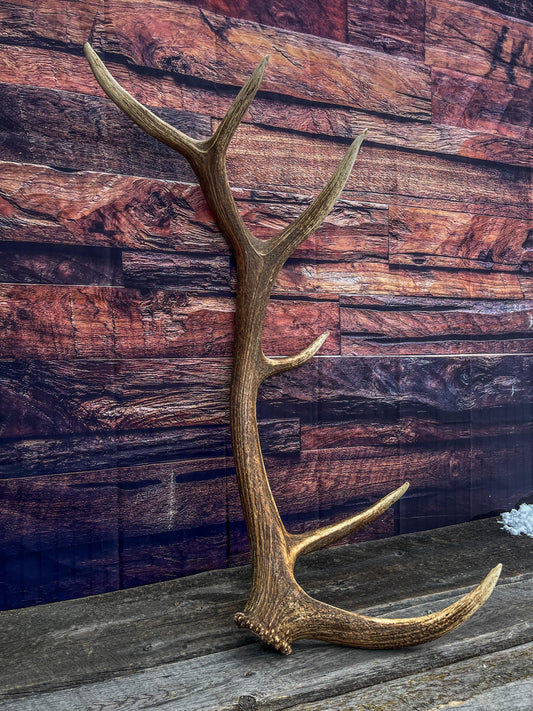 Elk Antler. X-Large, Very Fresh Elk Shed for Crafting, Home Decor, and More.