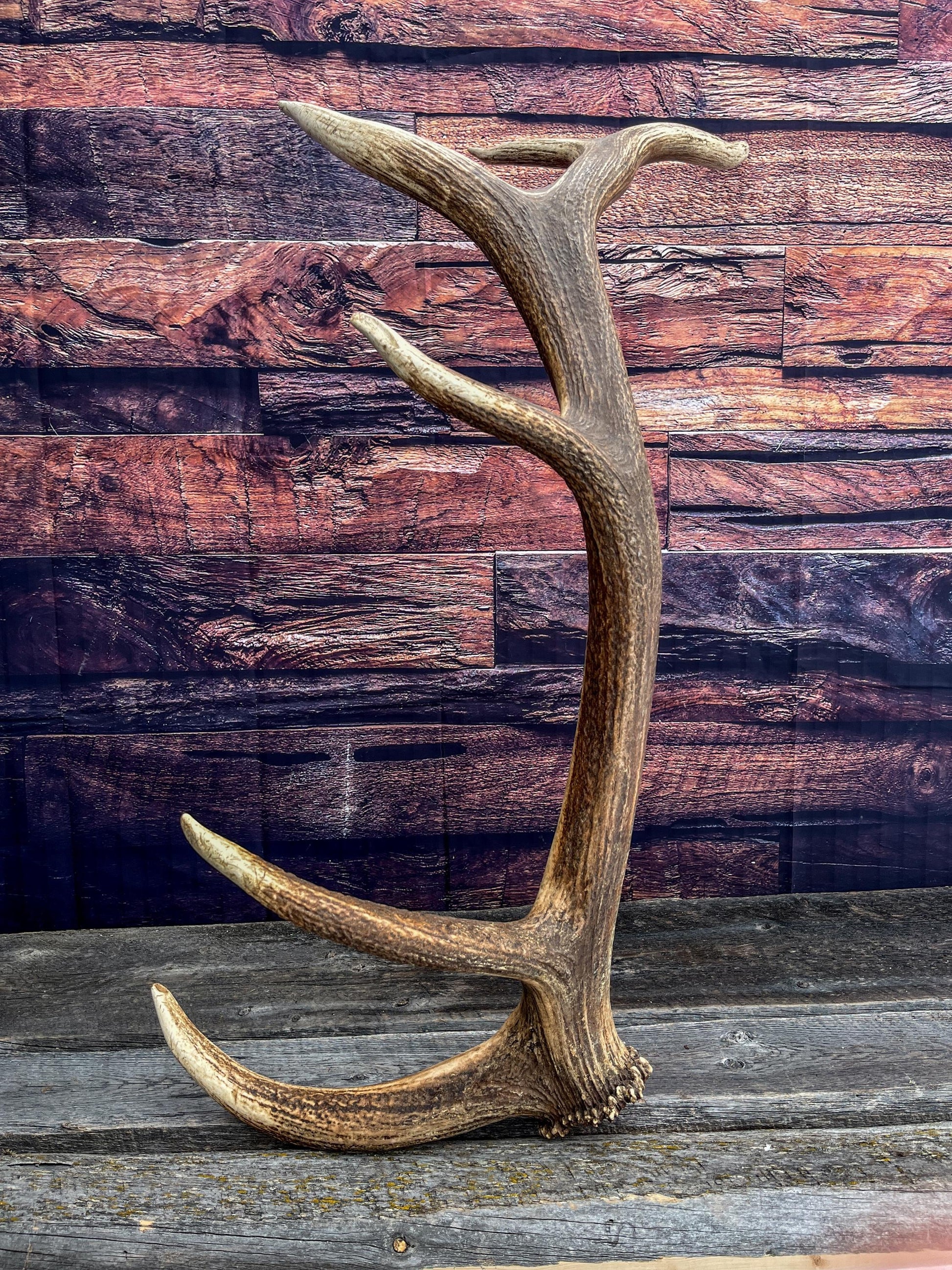 Elk Antler. X-Large, Very Fresh Elk Shed for Crafting, Home Decor, and More.