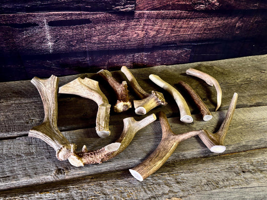 Standard Size Dog Chews! Wild Deer/Elk antler chews. Naturally Sourced.