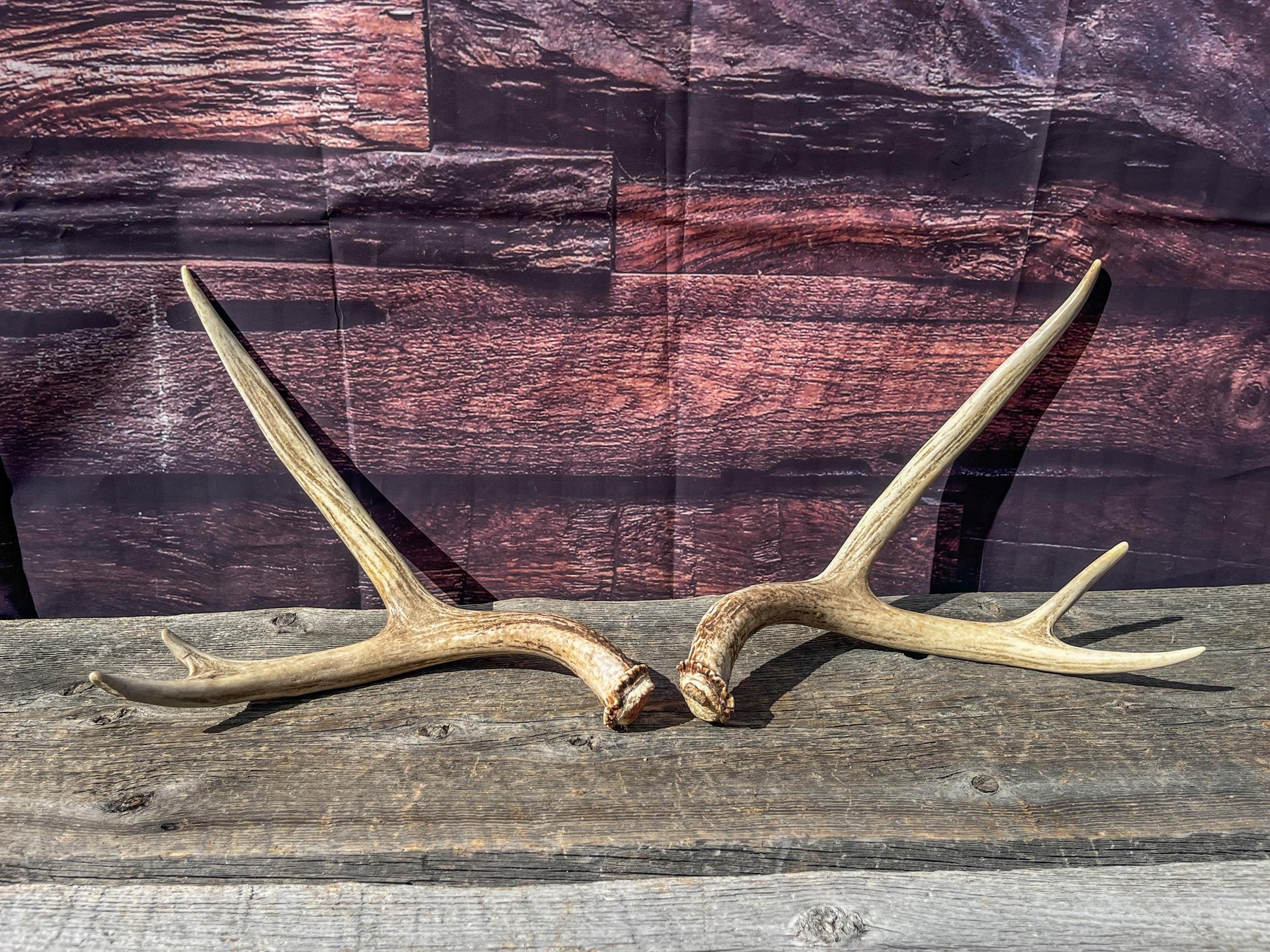 Antlers. Small Matching Mule Deer Matched Set! Naturally Shed - Ethically Sourced Antlers for Decor, Crafting, Pets and More