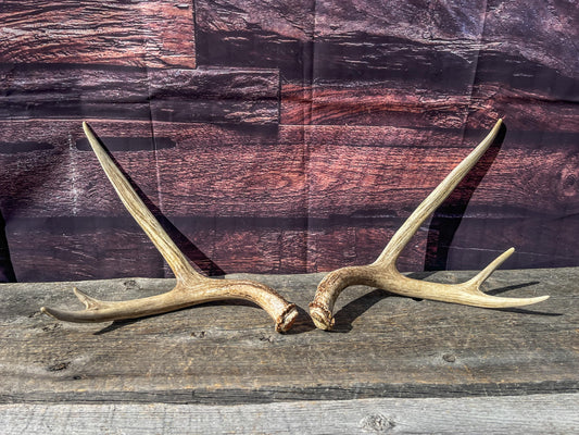 Antlers. Small Matching Mule Deer Matched Set! Naturally Shed - Ethically Sourced Antlers for Decor, Crafting, Pets and More