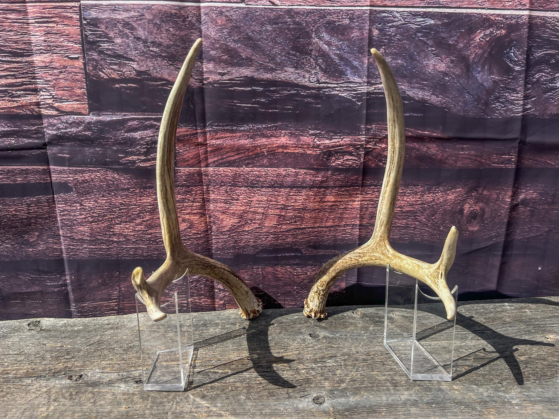 Antlers. Small Matching Mule Deer Matched Set! Naturally Shed - Ethically Sourced Antlers for Decor, Crafting, Pets and More