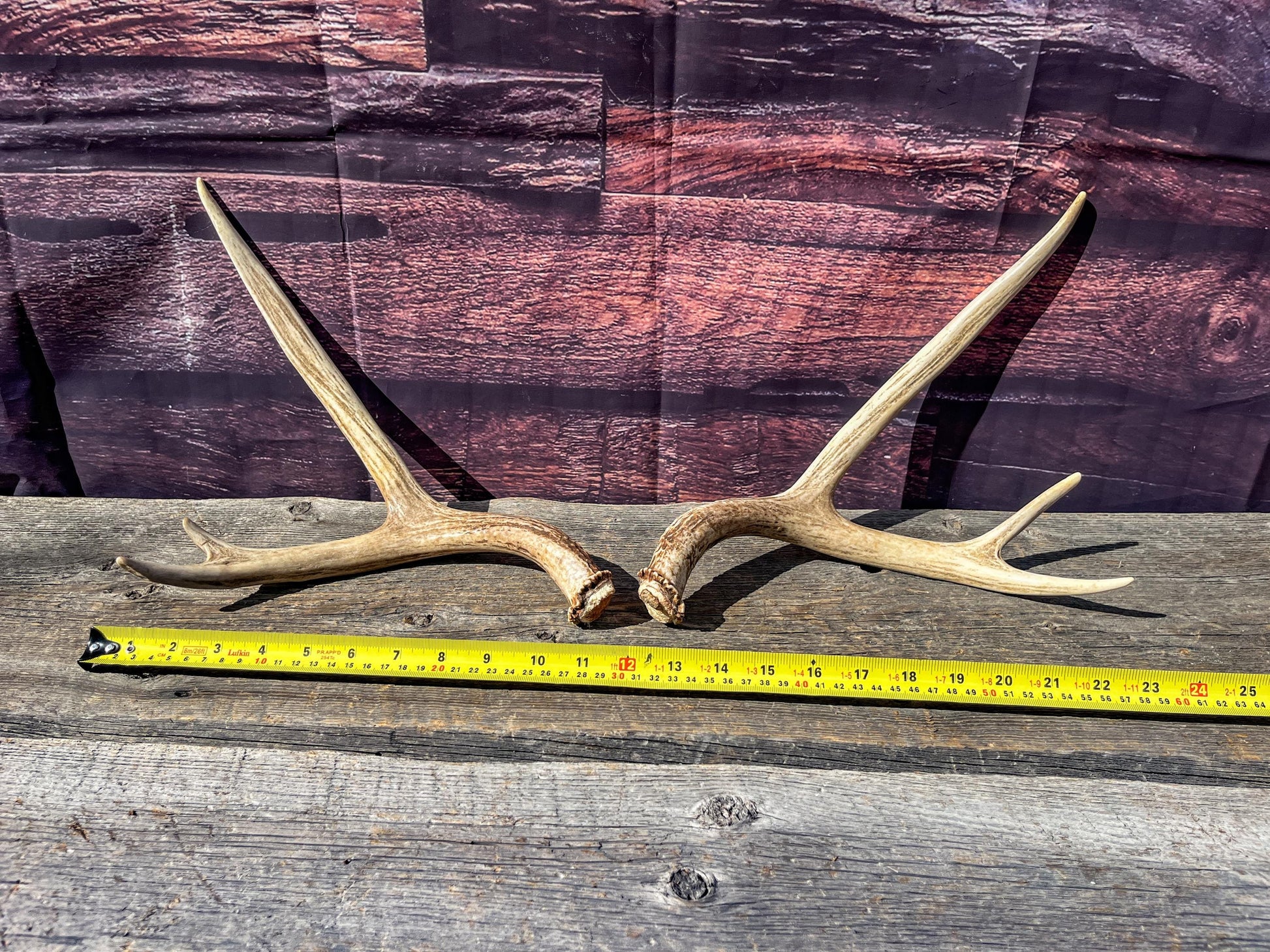 Antlers. Small Matching Mule Deer Matched Set! Naturally Shed - Ethically Sourced Antlers for Decor, Crafting, Pets and More