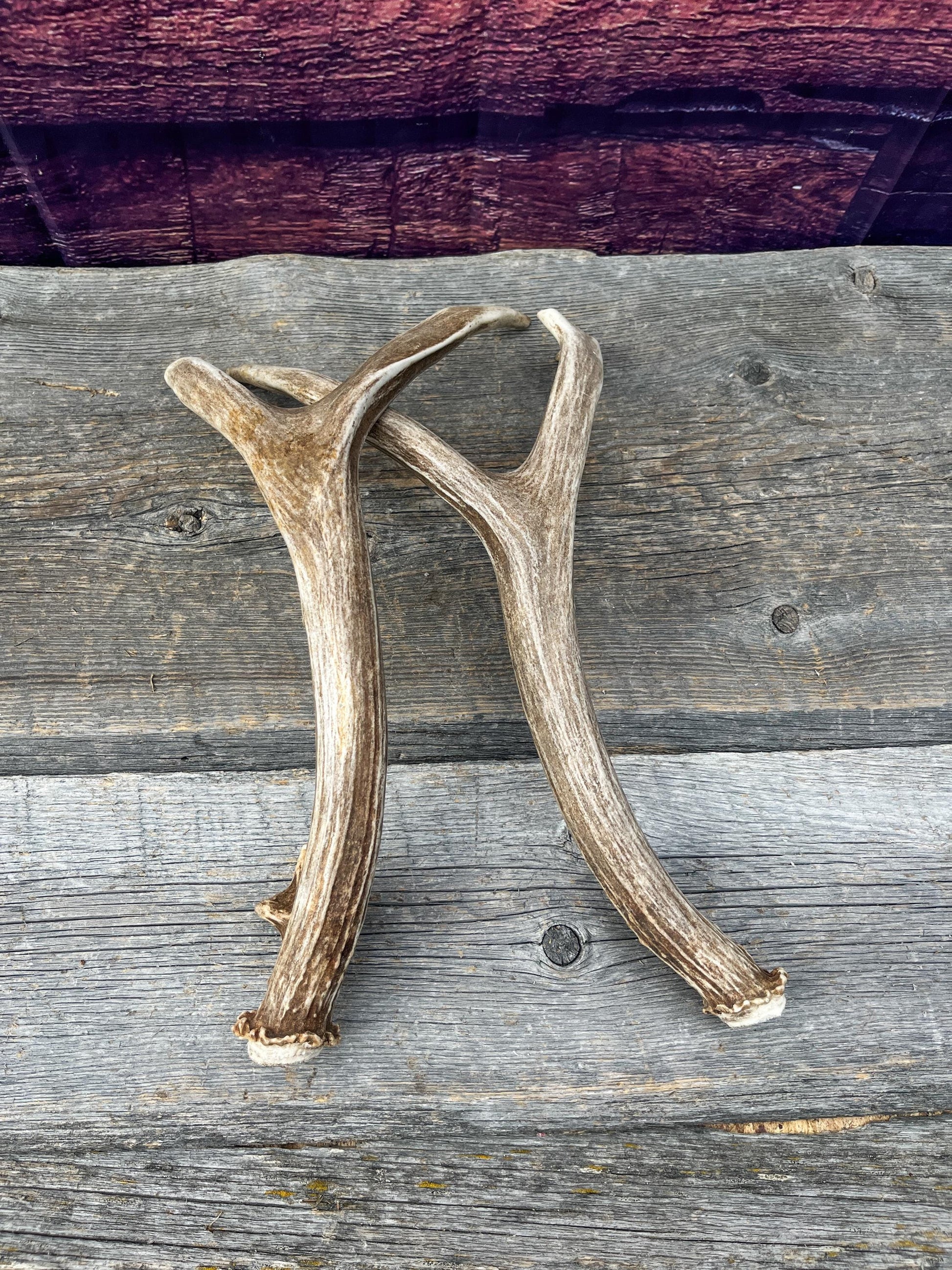 Small Matching Mule Deer Antler Set! Naturally Shed - Ethically Sourced Antlers for Decor, Crafting, Pets and More