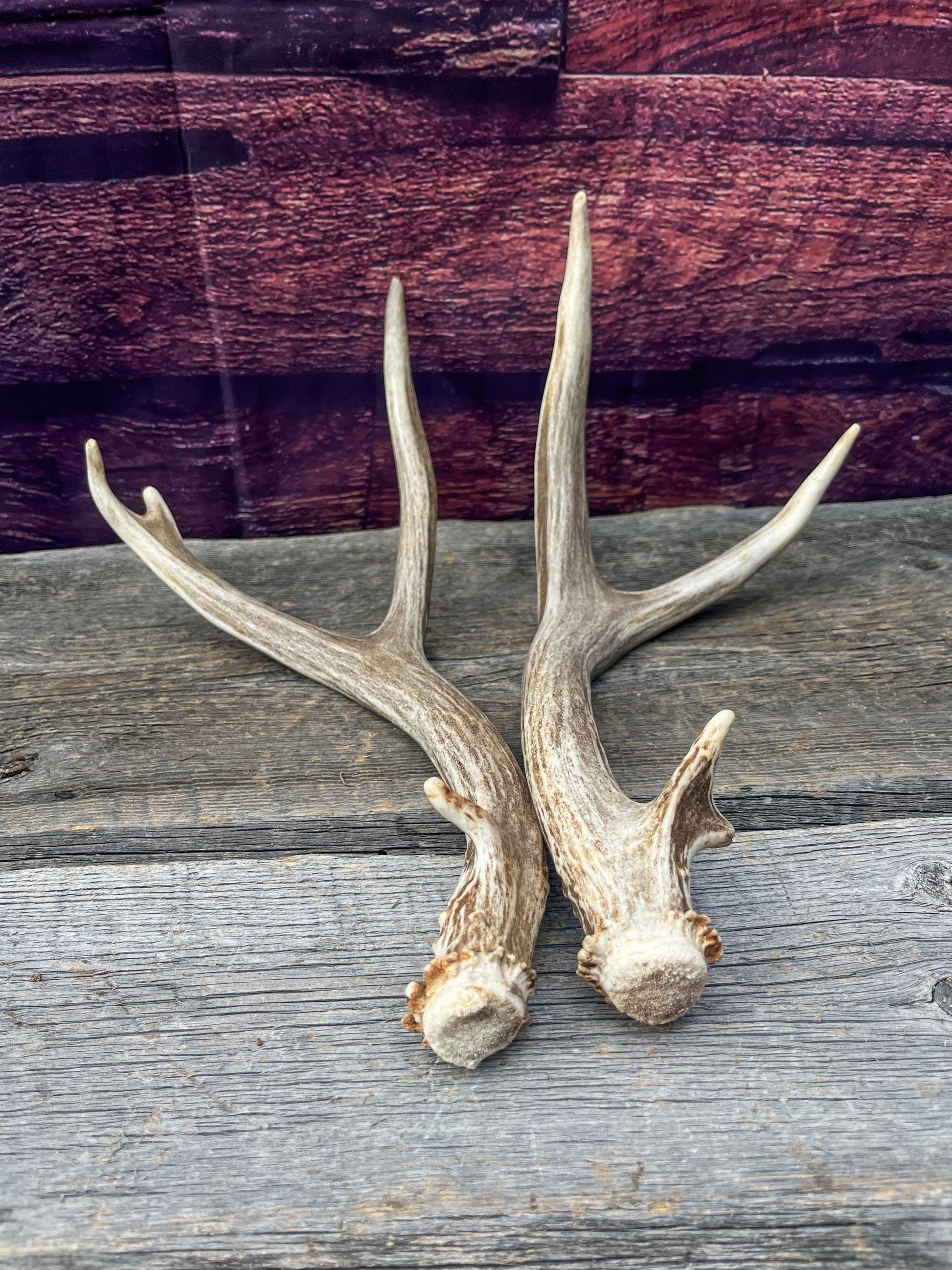 Small Matching Mule Deer Antler Set! Naturally Shed - Ethically Sourced Antlers for Decor, Crafting, Pets and More